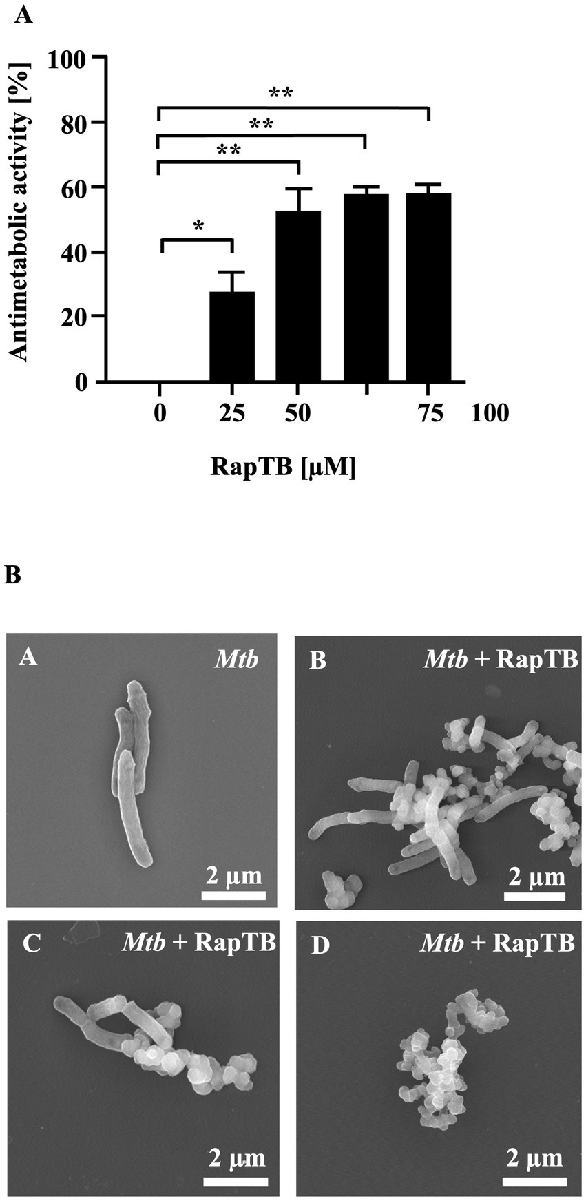 Chart A displays a bar graph showing the effect of increasing concentrations of RapTB on antimetabolic activity, with significance levels indicated. Images B consist of four electron microscope images. Panel A shows individual *Mtb* cells, while panels B, C, and D present clustered *Mtb* treated with RapTB. Each image has a scale bar of 2 micrometers.