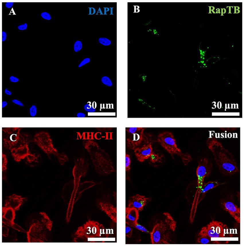 Four panels labeled A to D show fluorescence microscopy images. Panel A displays blue DAPI-stained nuclei. Panel B shows green RapTB signals. Panel C highlights red MHC-II staining. Panel D is a fusion of all markers, displaying blue, green, and red signals. Each panel includes a 30 micrometer scale bar.