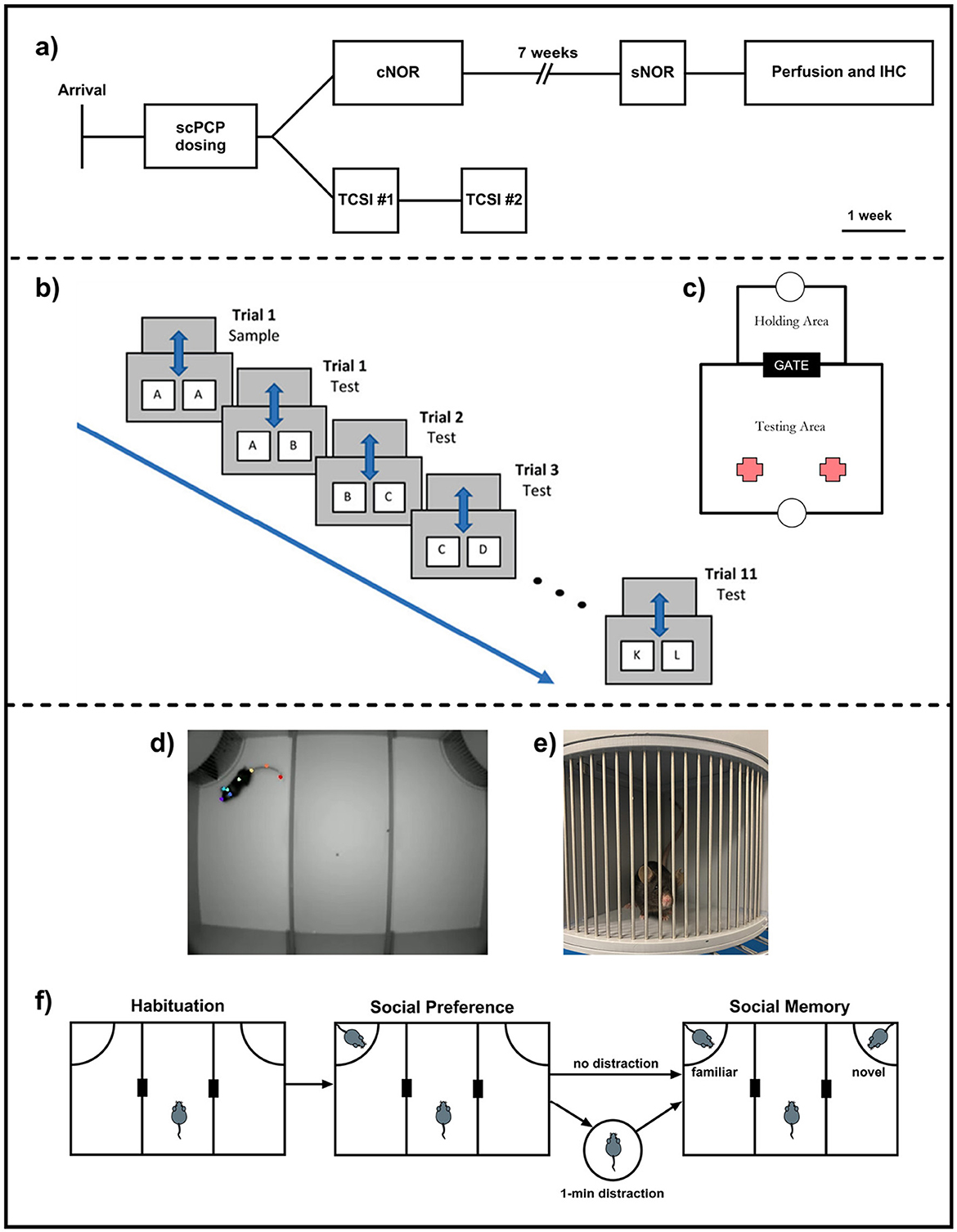 Diagram presenting experimental procedures and setups: a) Timeline of dosing and testing including cNOR, sNOR, and TCSI tests after PCP dosing. b) Sequence of sample and test trials progressing through multiple stages. c) Testing area layout with a holding area and testing space. d) Image of a tracked mouse in a testing arena. e) Photo of a mouse inside a cylindrical cage. f) Diagram illustrating stages of habituation, social preference, and social memory tests with references to familiar and novel interactions.