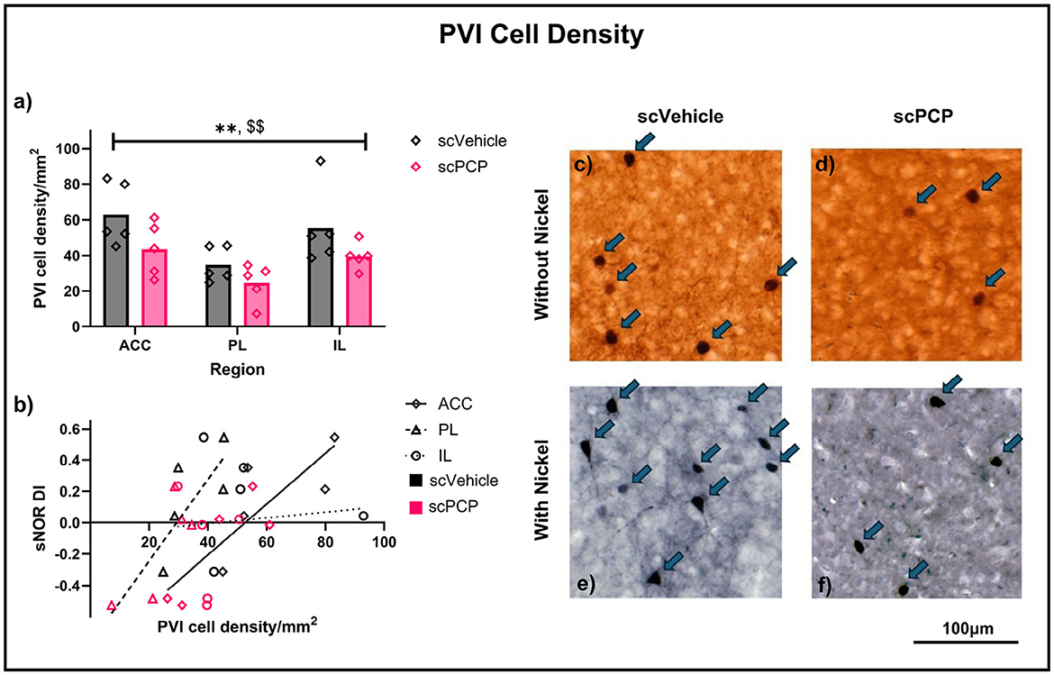 Graph and images depicting PVI cell density in different conditions. Chart a) shows PVI cell density in ACC, PL, and IL regions, with higher density in scVehicle compared to scPCP. Chart b) indicates a correlation between sNOR DI and PVI cell density across regions and conditions. Micrographs c) and d) illustrate cell density without nickel, while e) and f) show density with nickel, comparing scVehicle and scPCP conditions. Arrows point to visible cells. Each micrograph is scaled at one hundred micrometers.