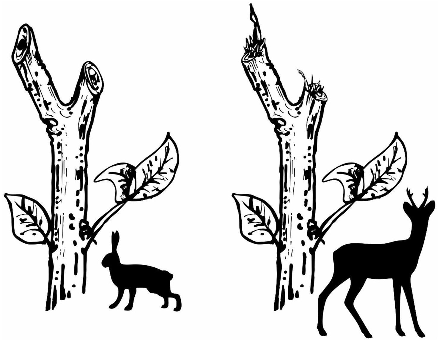 Two illustrations of trees with leaves. The left tree is intact with a silhouette of a hare below. The right tree has chewed branches with a silhouette of a deer below.