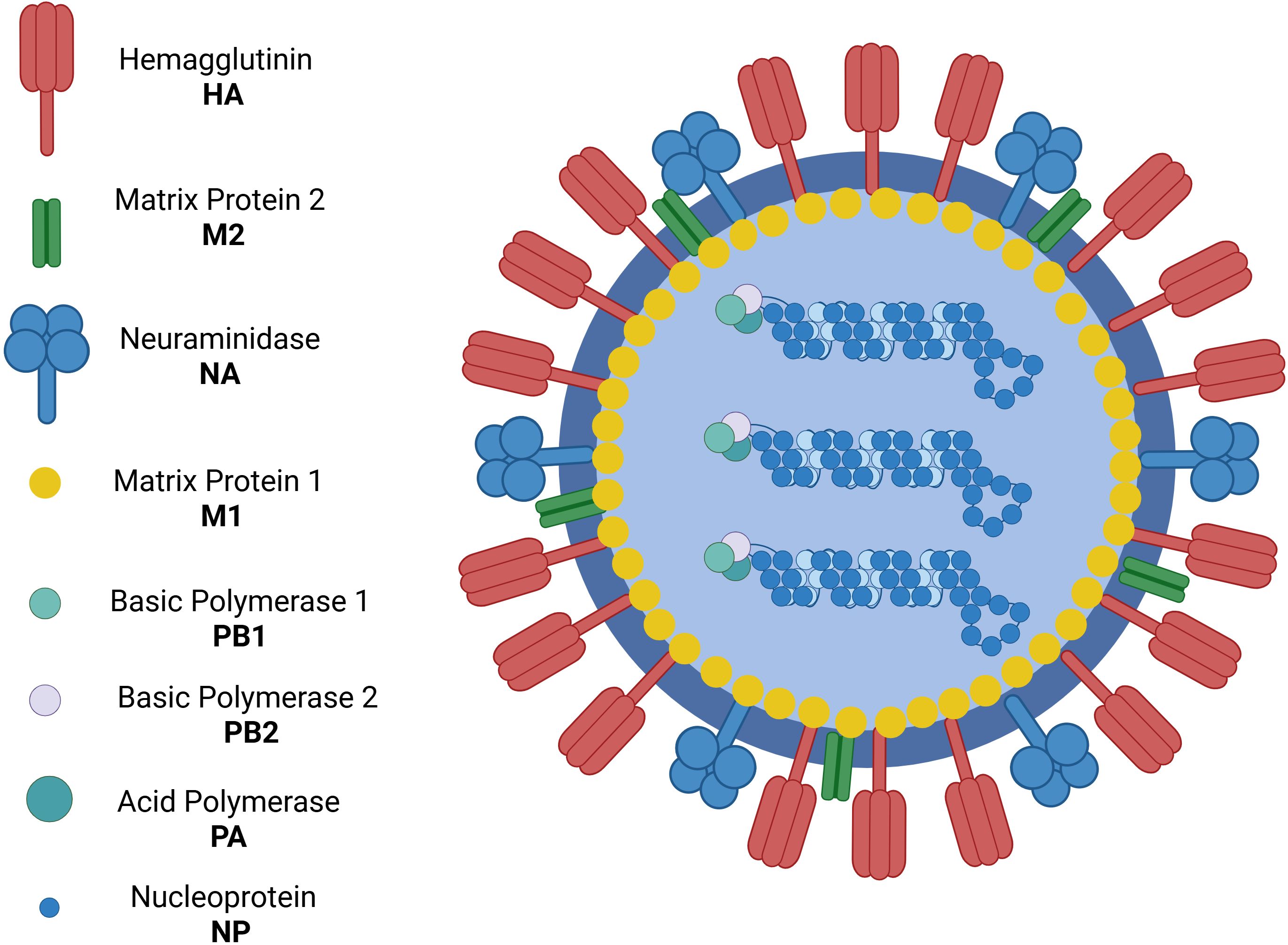 Illustration showing the structure of an influenza virus. The diagram labels various components, including Hemagglutinin (red), Matrix Protein 2 (green), Neuraminidase (blue), Matrix Protein 1 (yellow), Basic Polymerase 1 (light green), Basic Polymerase 2 (purple), Acid Polymerase (teal), and Nucleoprotein (dark green). Each element is depicted with distinctive colors and shapes arranged within a circular viral structure.