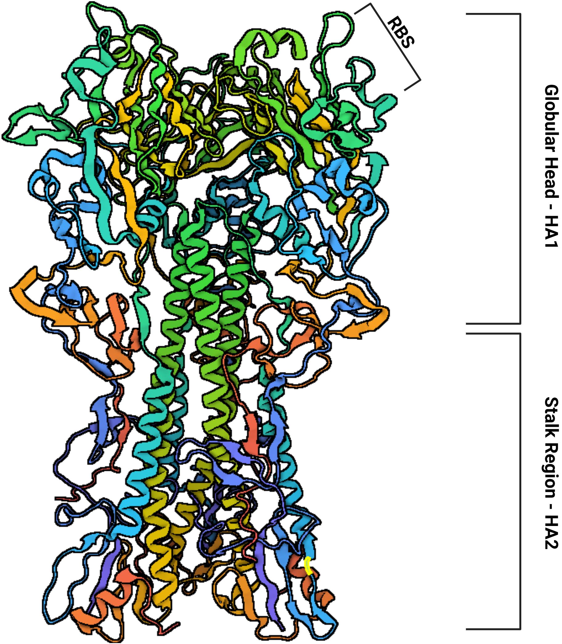 Diagram of a molecular structure showing the influenza hemagglutinin protein. The top part, labeled as the globular head (HA1), contains a receptor-binding site (RBS). The bottom part is identified as the stalk region (HA2). Multicolored ribbons represent the protein's helices and strands.