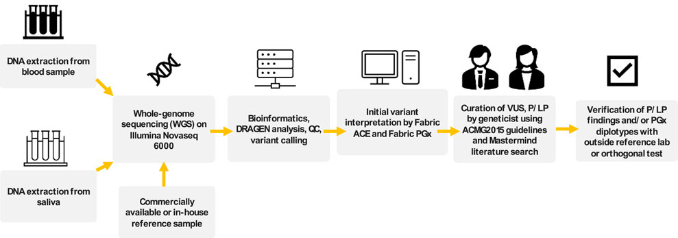 Flowchart detailing the DNA sequencing and analysis process. Starts with DNA extraction from blood or saliva. Continues to whole-genome sequencing on Illumina NovaSeq 6000. Followed by bioinformatics, DRAGEN analysis, QC, and variant calling. Next, initial variant interpretation by Fabric ACE and Fabric PGx. Curation of VUS, P/LP by geneticist using ACMG2015 guidelines. Ends with verification of P/LP findings or PGx diplotypes with an outside reference lab.