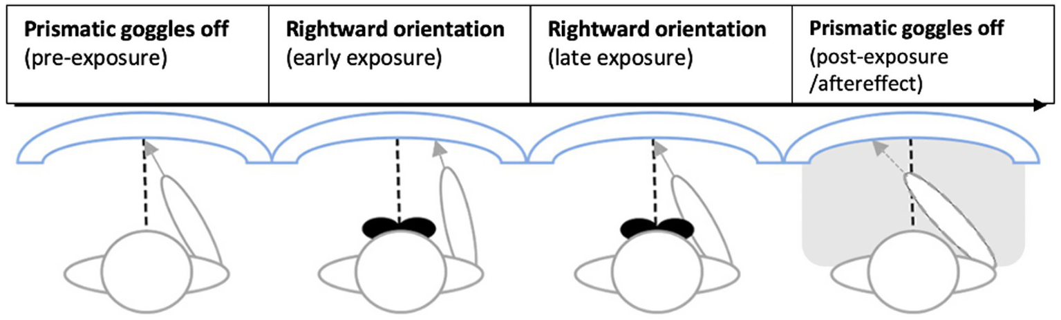 Four panels illustrating head orientation with prismatic goggles. First panel shows central line with no goggles. Second and third panels show a shift to the right during early and late exposure with goggles. Fourth panel shows adjusted position back to the left post-exposure without goggles.