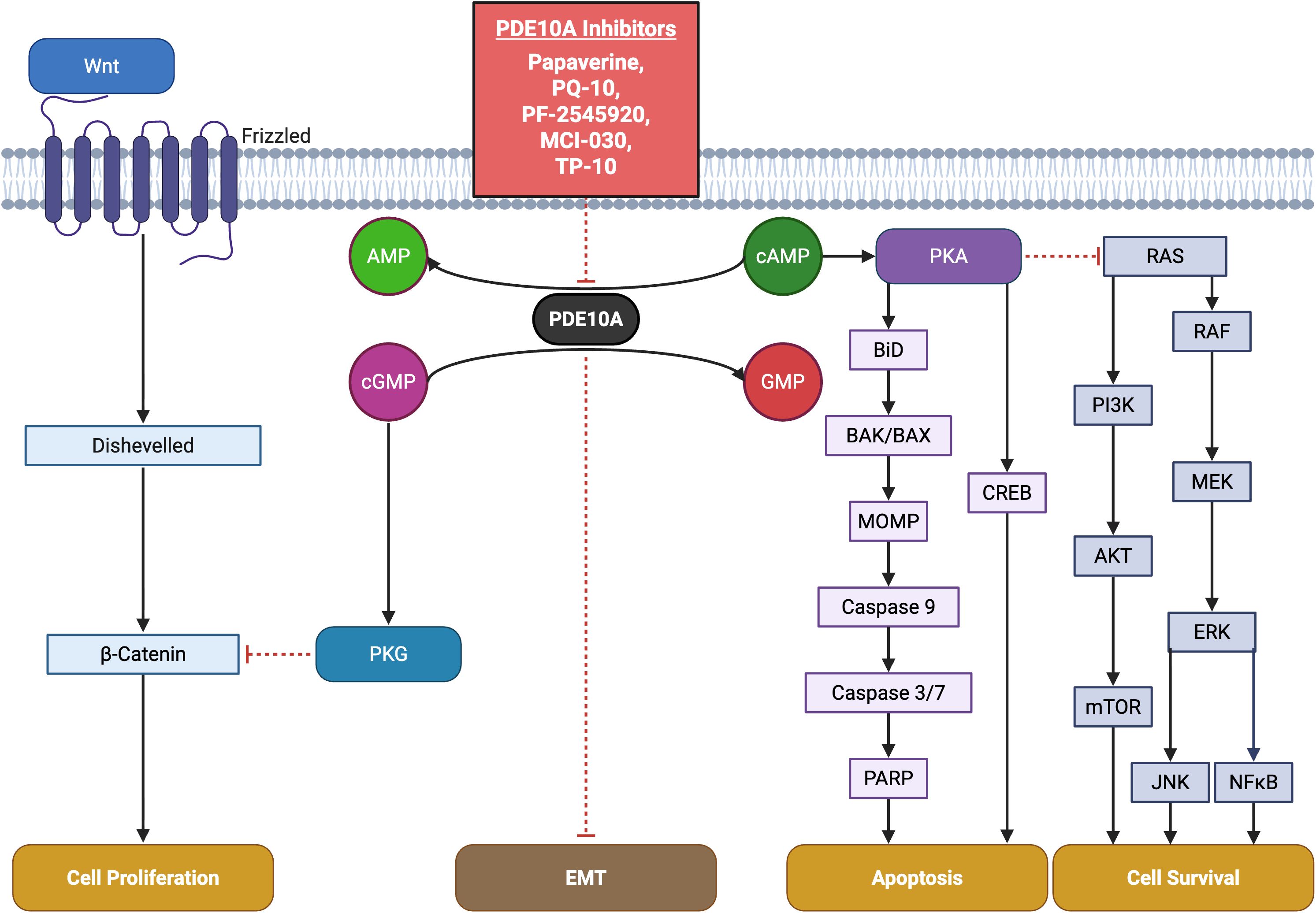 Diagram illustrating signaling pathways influenced by PDE10A inhibitors impacting cell proliferation, epithelial-mesenchymal transition (EMT), apoptosis, and cell survival. The Wnt/Frizzled pathway leads to b-Catenin and cell proliferation. PDE10A converts AMP and cGMP, affecting downstream paths including PKG and PKA. PKA, influenced by cAMP, connects to RAS, CREB, and pathways leading to apoptosis via Caspases and survival through PI3K/AKT/mTOR. PDE10A inhibitors like Papaverine and PF-2545920 are highlighted. The diagram emphasizes the complex interactions between these molecules and pathways within a cellular context.