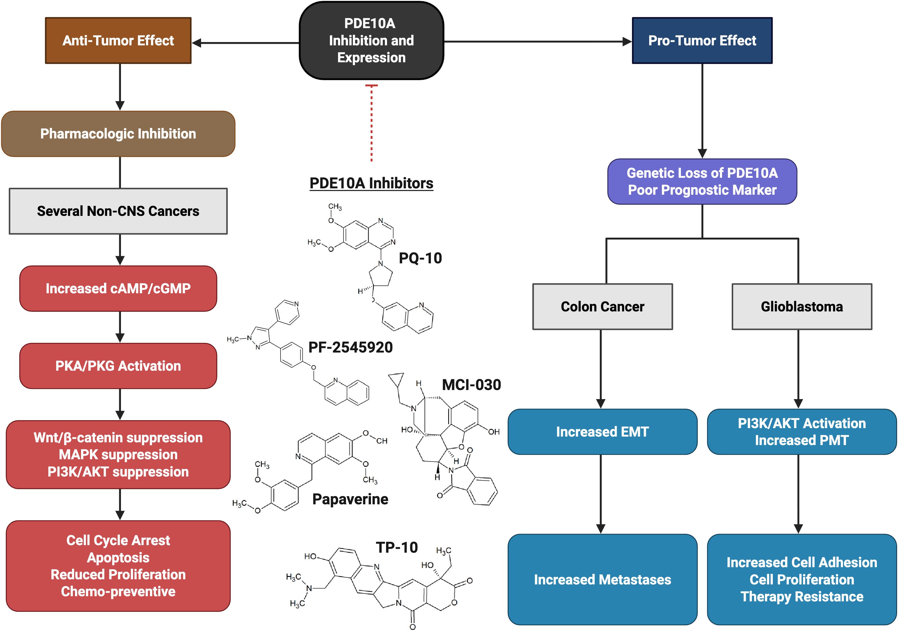 Flowchart illustrating PDE10A's dual role in cancer. On the left, inhibition leads to anti-tumor effects through pathways, resulting in cell cycle arrest and chemo-prevention. PDE10A inhibitors like PQ-10, PF-2545920, and others are shown. On the right, PDE10A genetic loss promotes tumors, increasing EMT, metastases, and therapy resistance in colon cancer and glioblastoma.
