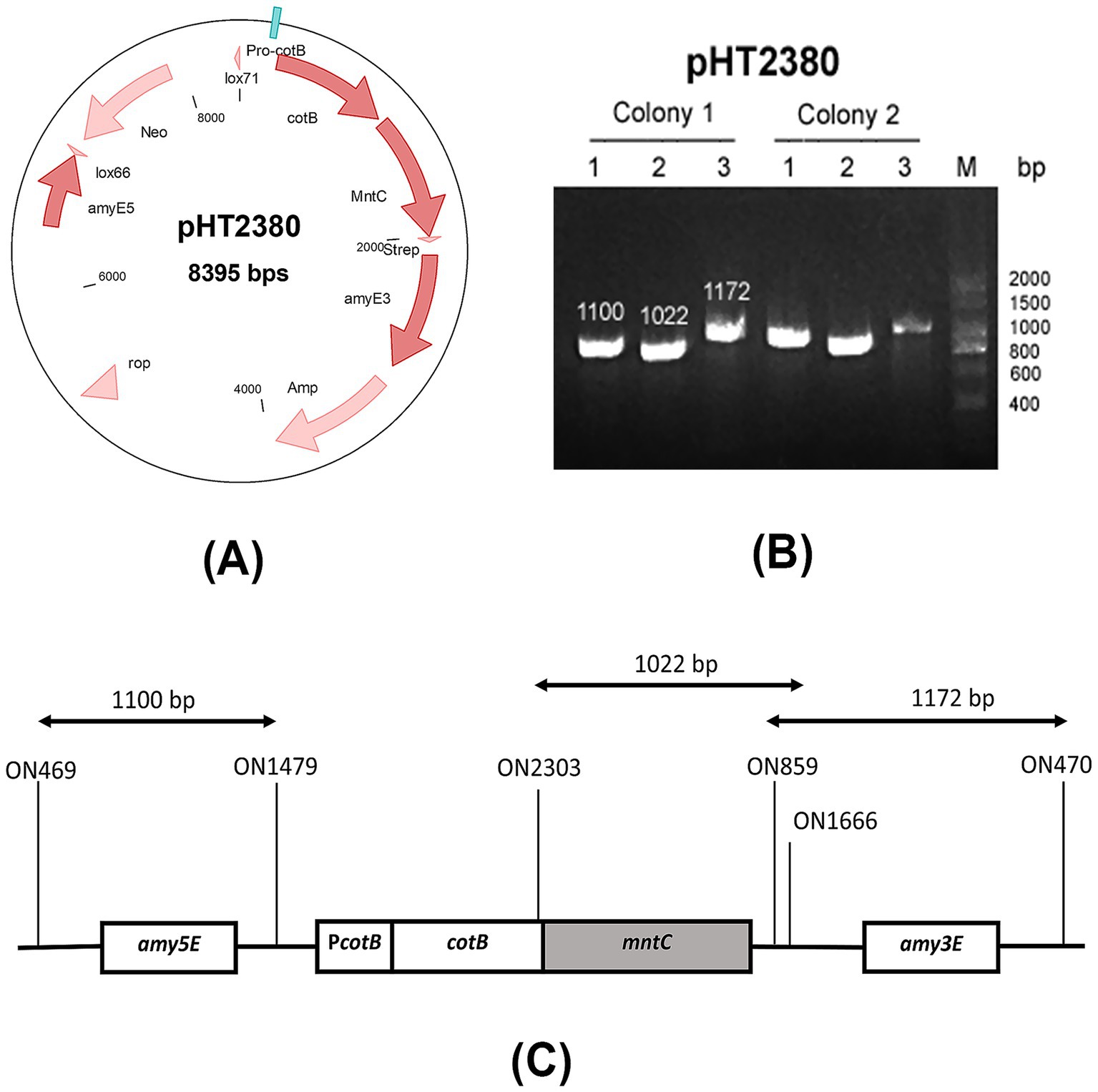 Diagram with three panels. Panel A: A circular plasmid map of pHT2380 labeled with various genes and elements such as Neo, Amp, and cotB, totaling 8,395 base pairs. Panel B: An agarose gel electrophoresis image showing PCR products from Colony 1 and Colony 2 with labeled bands of sizes 1100, 1022, and 1172 base pairs. Panel C: A linear map indicating positions of genes and PCR primer sites (ON469, ON2303, ON470) with distances labeled as 1100 bp, 1022 bp, and 1172 bp.
