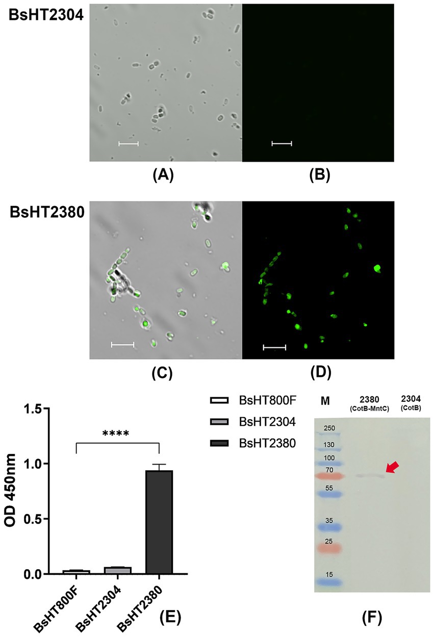 Two panels labeled A and B show microscopic images of BsHT2304, with A in grayscale and B with no fluorescence. Panels C and D display BsHT2380, with C showing green fluorescence on cells and D highlighting it on a black background. Panel E is a bar graph showing OD 450 nm values for BsHT800F, BsHT2304, and BsHT2380, with BsHT2380 significantly higher. Panel F is a gel electrophoresis image with a red arrow pointing at a band corresponding to a molecular weight marker between 70 and 100.