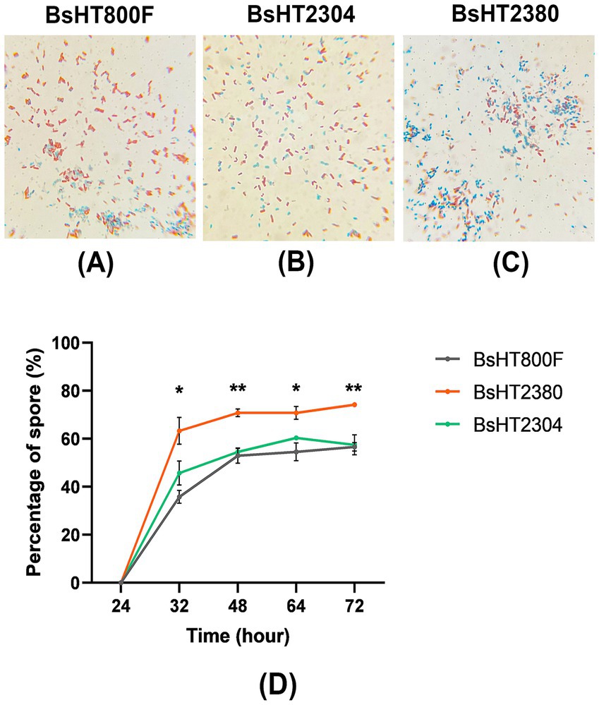 Three images labeled (A), (B), and (C) show different bacterial strains: BsHT800F, BsHT2304, and BsHT2380, with variations in coloration and distribution. Panel (D) is a line graph displaying spore percentage over time for the three strains. BsHT2380 shows the highest percentage, followed by BsHT2304 and BsHT800F. Data points are marked with error bars, highlighting differences.