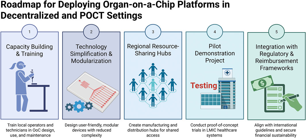 Roadmap for deploying organ-on-a-chip platforms in decentralized and point-of-care testing settings. Five steps: (1) Capacity building and training of local operators, (2) Technology simplification and modularization, (3) Creation of regional resource-sharing hubs, (4) Pilot demonstration projects for testing, (5) Integration with regulatory and reimbursement frameworks. Each step has corresponding icons and descriptions. Step one focuses on training, step two on design, step three on access, step four on trials in healthcare systems, and step five on aligning with guidelines and financial sustainability.