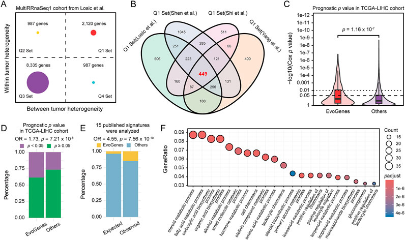 Panel A shows a graph comparing within and between tumor heterogeneity across gene sets. Panel B depicts a Venn diagram illustrating the overlap of gene sets from various studies, highlighting 449 shared genes. Panel C presents a violin plot displaying prognostic p-values in the TCGA-LIHC cohort, with significant differences between EvoGenes and others. Panel D shows a bar graph of prognostic p-values, indicating significance levels. Panel E exhibits expected versus observed proportions of EvoGenes among 15 published signatures. Panel F is a dot plot showing GeneRatio for various metabolic processes and pathways, with dot size indicating count and color representing adjusted p-value significance.