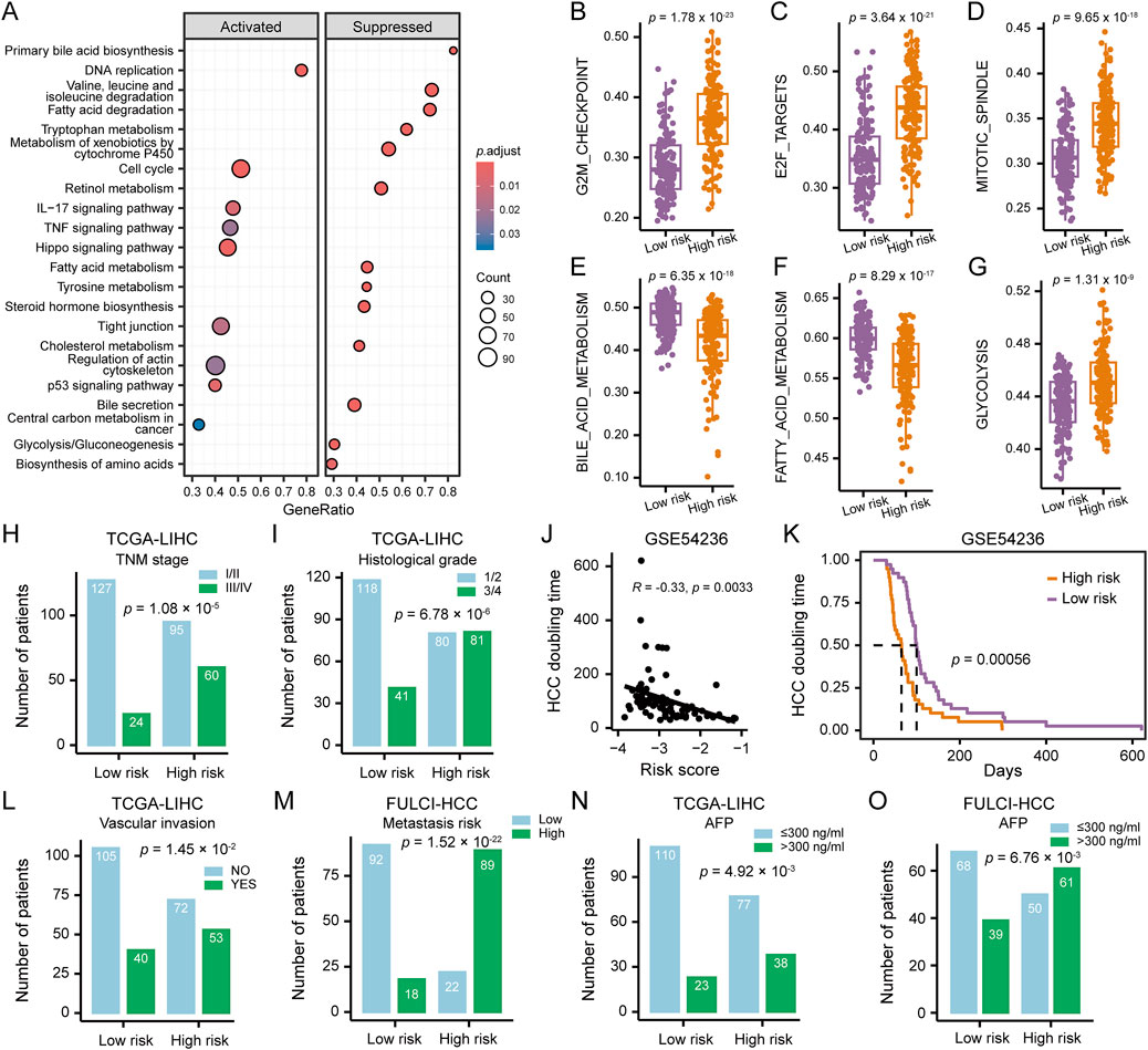 A multi-panel figure displays cancer research data. Panel A shows a dot plot of biological processes with activated and suppressed gene ratios, coded by p-values and count. Panels B-G present box plots comparing various pathways in low and high-risk groups with p-values. Panels H-O include bar charts showing comparisons of TNM stage, histological grade, vascular invasion, metastasis invasion, and AFP levels between low and high-risk groups with statistical significance indicated. Panel J is a scatter plot of HCC doubling time versus risk score, and Panel K is a Kaplan-Meier curve comparing survival times in different risk categories.