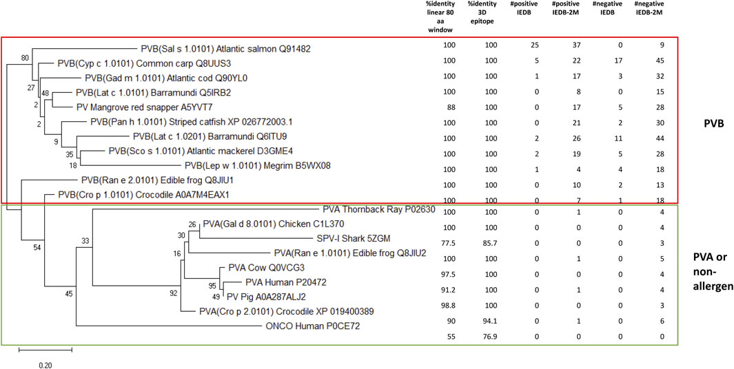 A phylogenetic tree diagram comparing parvalbumin sequences from various organisms. The upper red-bordered section labeled