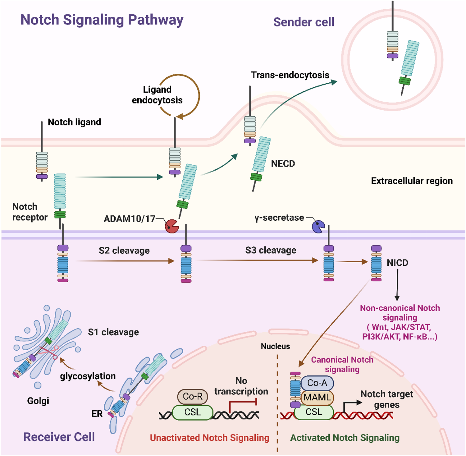 Diagram of the Notch signaling pathway showing interactions between a sender cell and a receiver cell. It illustrates ligand endocytosis, cleavage by ADAM10/17 and gamma-secretase, and the release of NICD. The receiver cell processes S1 cleavage, glycosylation, transports to the nucleus, and contrasts unactivated and activated signaling states, with CSL and Co-R for unactivated, and CSL, MAML, Co-A for activated, affecting transcription and Notch target genes. Signaling pathways include canonical and non-canonical routes.