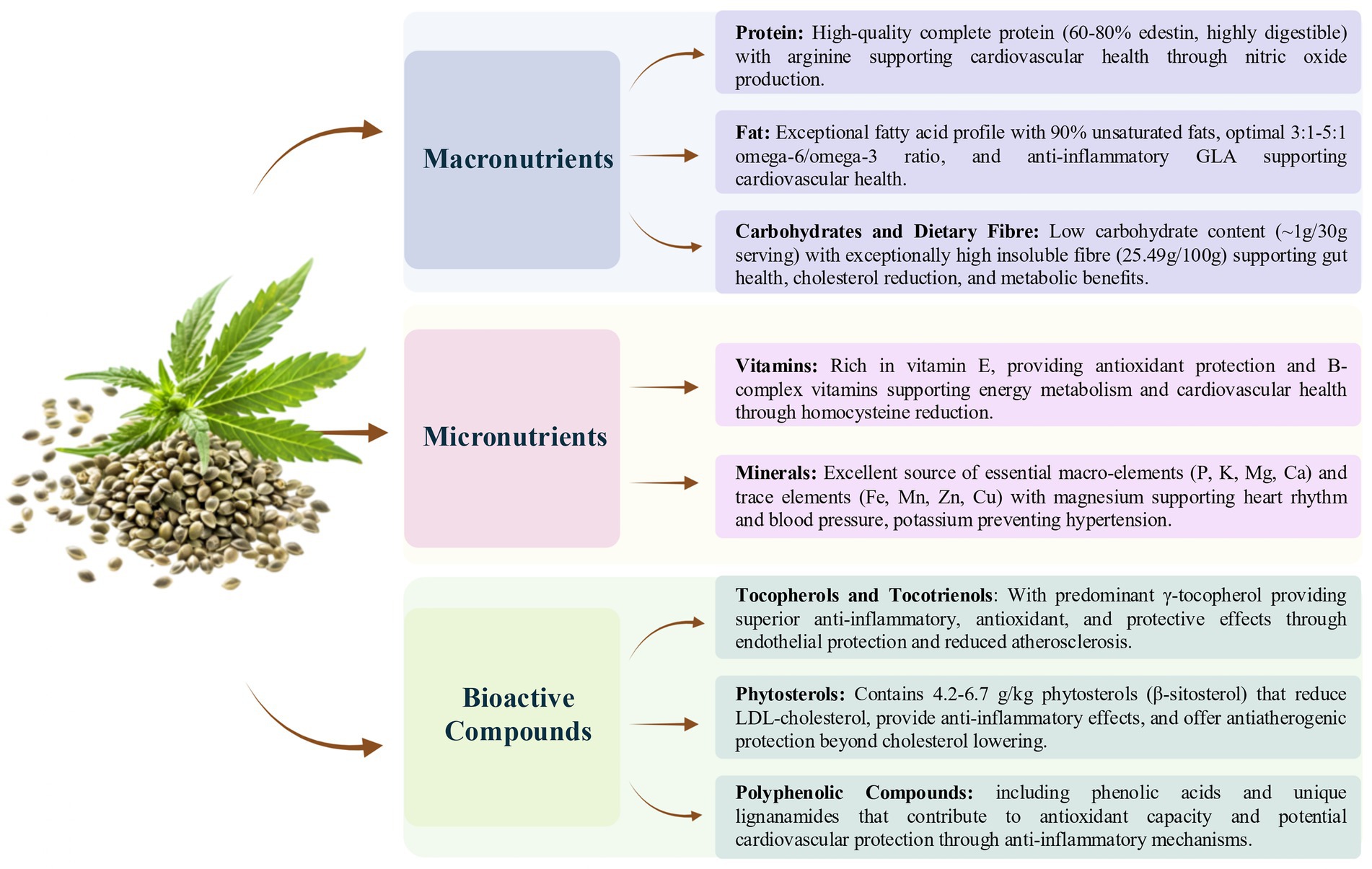 Diagram illustrating the nutritional components of hemp seeds. It highlights macronutrients like proteins, fats, and carbohydrates; micronutrients including vitamins and minerals; and bioactive compounds such as tocopherols, phytosterols, and polyphenolic compounds. Benefits mentioned include cardiovascular, metabolic, and anti-inflammatory effects.