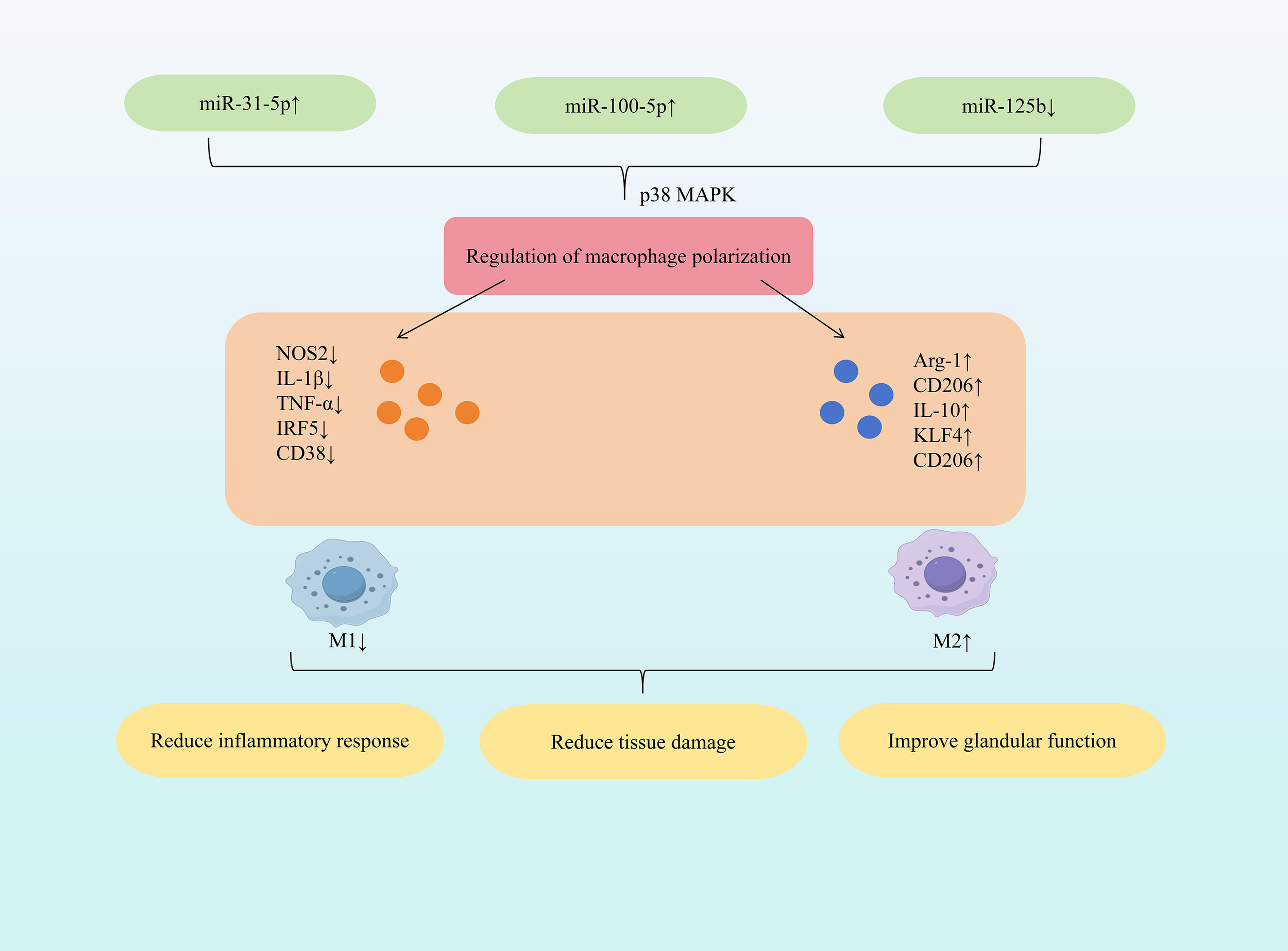 Diagram illustrating the regulation of macrophage polarization through the p38 MAPK pathway. miR-31-5p, miR-100-5p, and miR-125b influence this pathway. M1 macrophages show decreased NOS2, IL-1β, TNF-α, IRF5, and CD38 levels, reducing inflammatory response and tissue damage. M2 macrophages, with increased Arg-1, CD206, IL-10, and KLF4, improve glandular function.