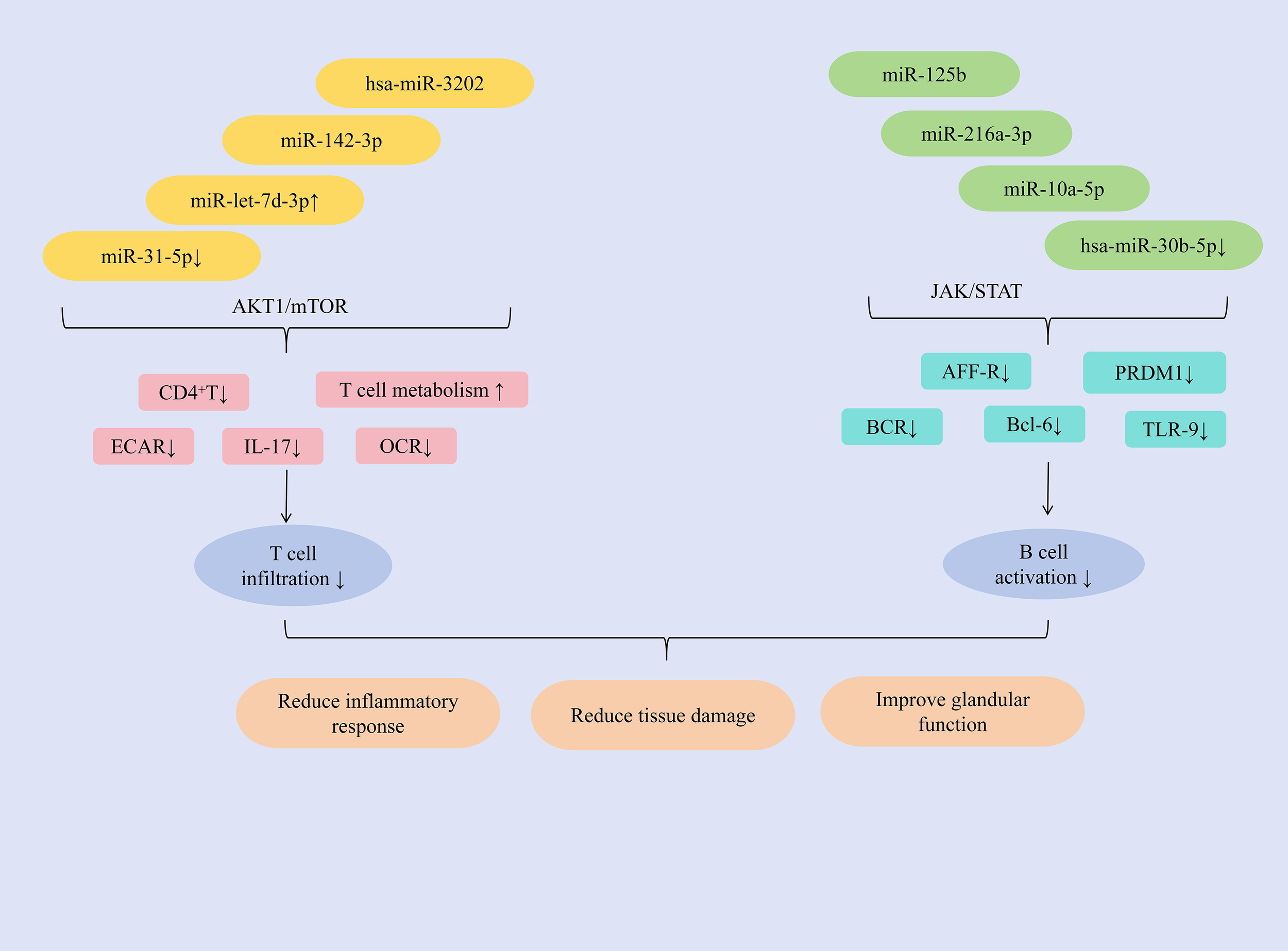 Diagram illustrating two pathways: AKT1/mTOR and JAK/STAT. The AKT1/mTOR pathway involves miRNAs leading to decreased T cell infiltration, reduced inflammatory response, and tissue damage. The JAK/STAT pathway involves different miRNAs leading to decreased B cell activation and improved glandular function. Key proteins and processes affected are listed under each pathway.