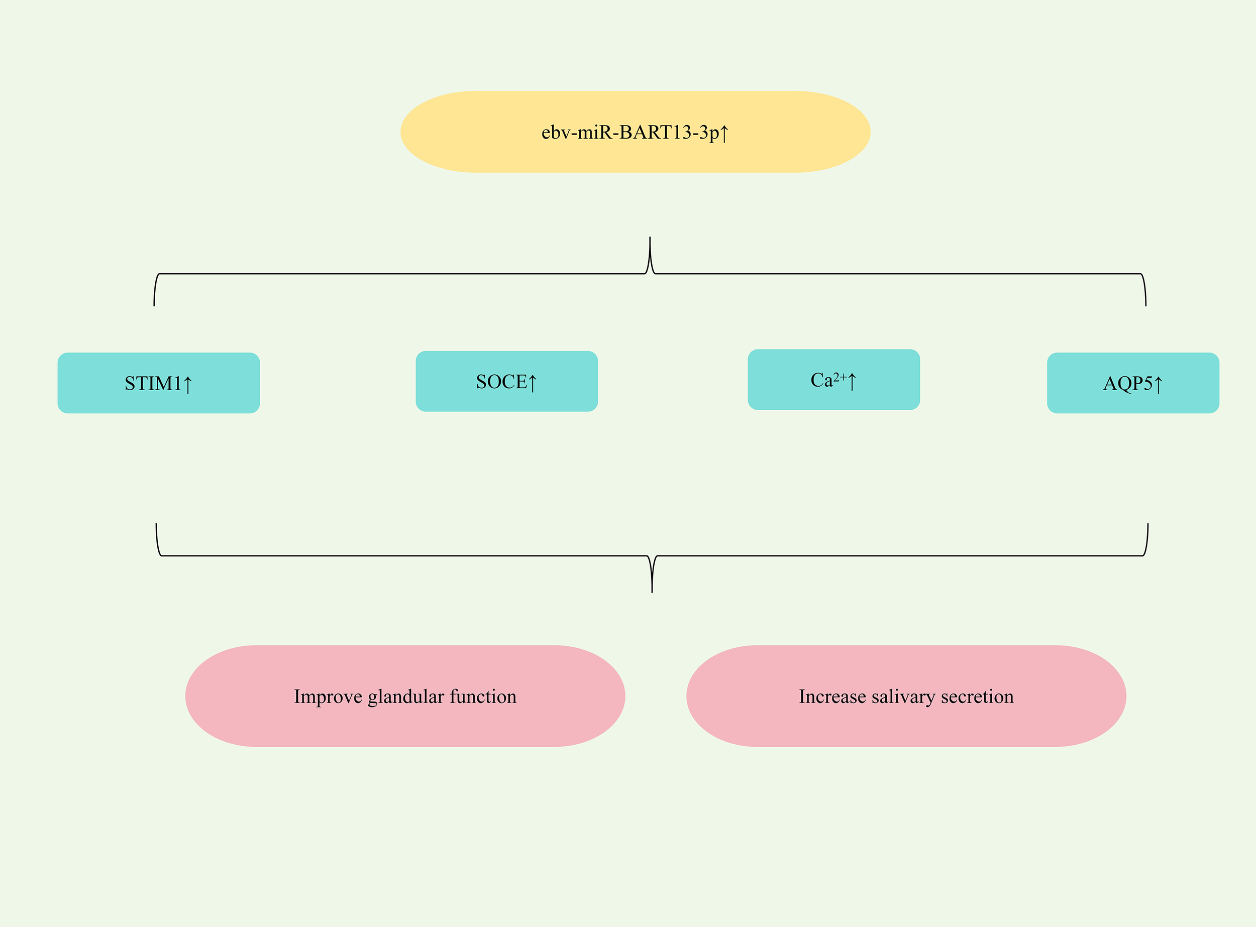 Flowchart illustrating the effects of ebv-miR-BART13-3p expression. It increases STIM1, SOCE, Ca2+, and AQP5 levels. This series of actions leads to improved glandular function and increased salivary secretion.
