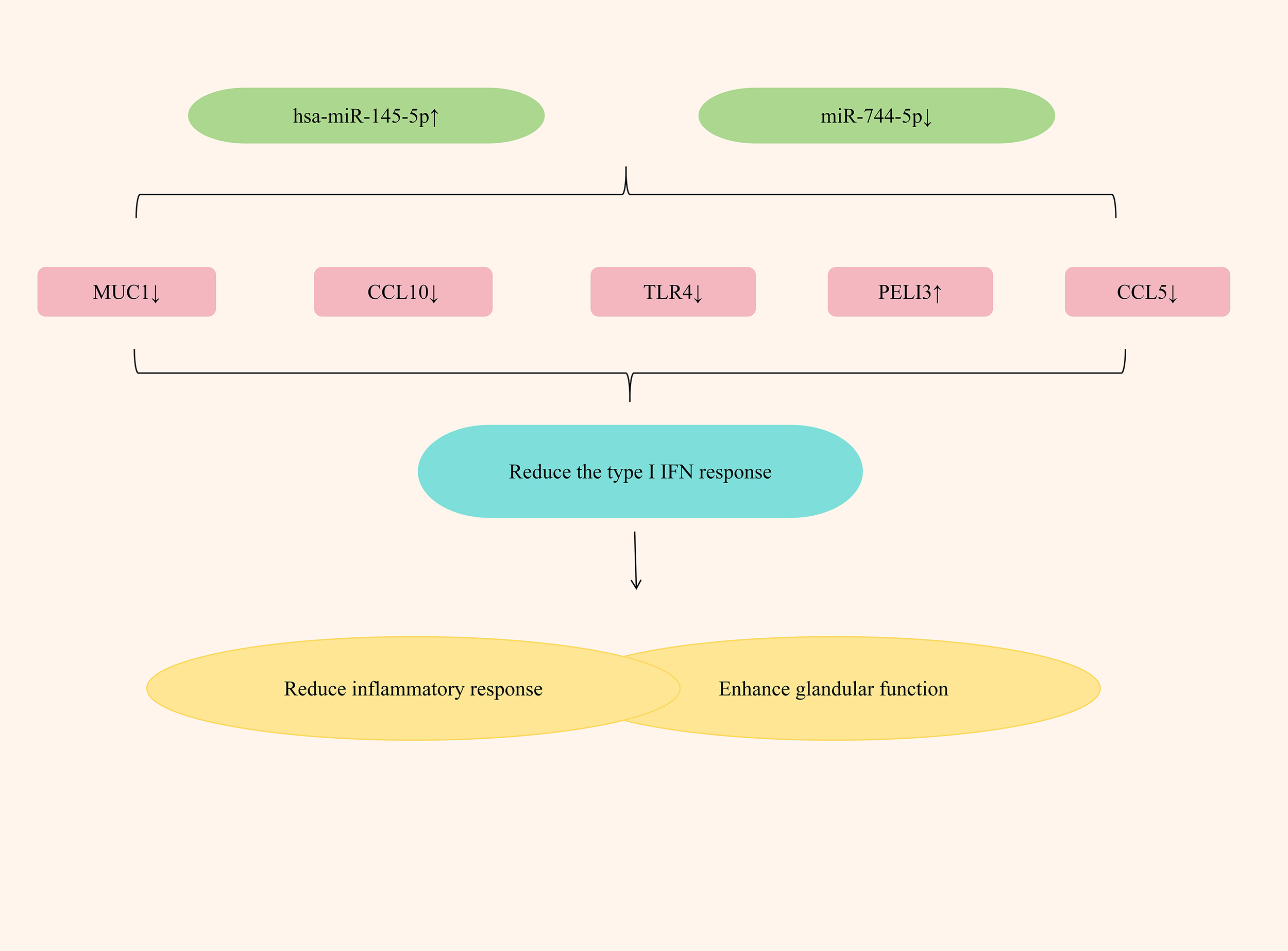 Flowchart illustrating the effects of hsa-miR-145-5p and miR-744-5p modulation. Both influence MUC1, CCL10, TLR4, PELI3, and CCL5 expression, leading to a reduced type I IFN response. This reduction subsequently decreases inflammatory response and enhances glandular function.