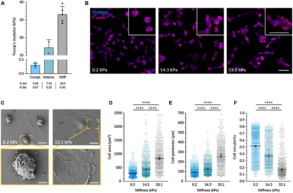 A composite image illustrates various analyses of cell responses to substrate stiffness. A: Bar graph showing Young's modulus for compliant, intermediate, and stiff substrates with increasing values.B: Fluorescence images of cells on substrates with varying stiffness (0.2, 14.3, and 33.1 kPa) highlighting nuclei in blue and F-actin in pink.C: SEM images displaying cells on 0.2 and 33.1 kPa substrates with zoomed insets showing detailed cell morphology.D-F: Scatter plots correlating substrate stiffness with cell area, perimeter, and circularity, showing significant differences between stiffness levels.