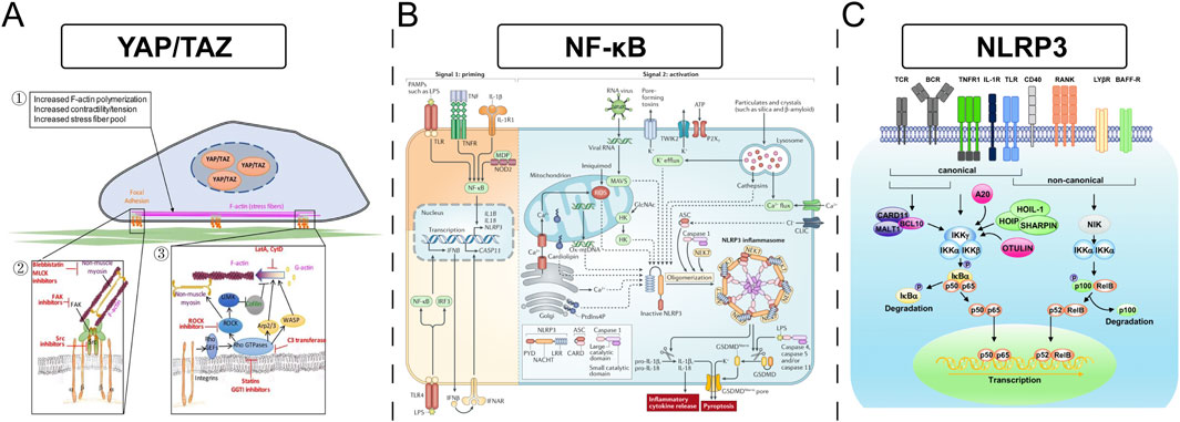 Panel A illustrates the YAP/TAZ signaling pathway involved in increased F-actin polymerization, contractility, and stress fiber formation. Panel B details the NF-kB pathway, highlighting TLR and NLRP3 inflammasomes in immune response activation. Panel C describes canonical and non-canonical NLRP3 pathways, showing components like CARD11 and OTULIN affecting NF-kB-mediated transcription.
