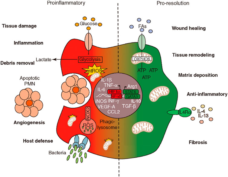 Diagram showing the balance between proinflammatory and pro-resolution processes. The left side illustrates proinflammatory responses with elements like glucose intake, glycolysis, and debris removal. It highlights factors such as IL-1ß and TNF-α. The right side represents pro-resolution processes, focusing on wound healing, tissue remodeling, and anti-inflammatory responses, with elements like IL-4 and IL-13. The transition between these states involves metabolic pathways, including OXPHOS for ATP production and LC4α receptor activation. The diagram showcases molecular and cellular components involved in inflammation and resolution phases.
