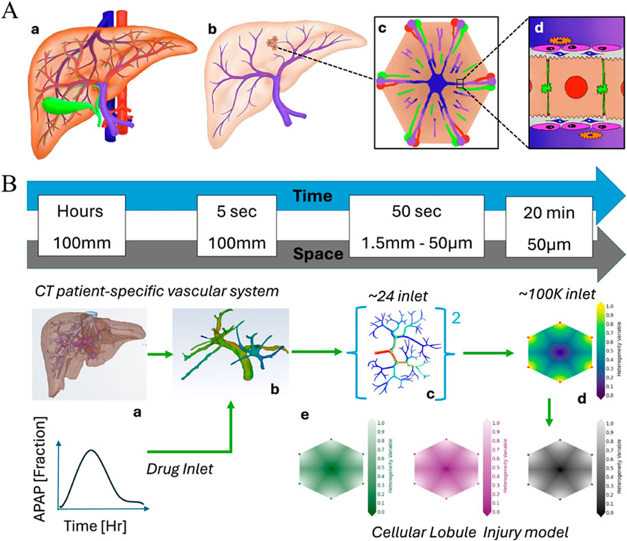 Illustration depicting a two-part diagram of liver vascular modeling. Part A shows a liver anatomy model progressing from a full liver (a) to a detailed view at the cellular level (d). Part B outlines a timeline and spatial scale from CT patient-specific vascular imaging (a) through various drug inlets (b-c) to a cellular lobule model (d), showing drug distribution over time. Graphs and gradient color scales indicate drug concentration and distribution, illustrating acetaminophen (APAP) fraction and injury models.