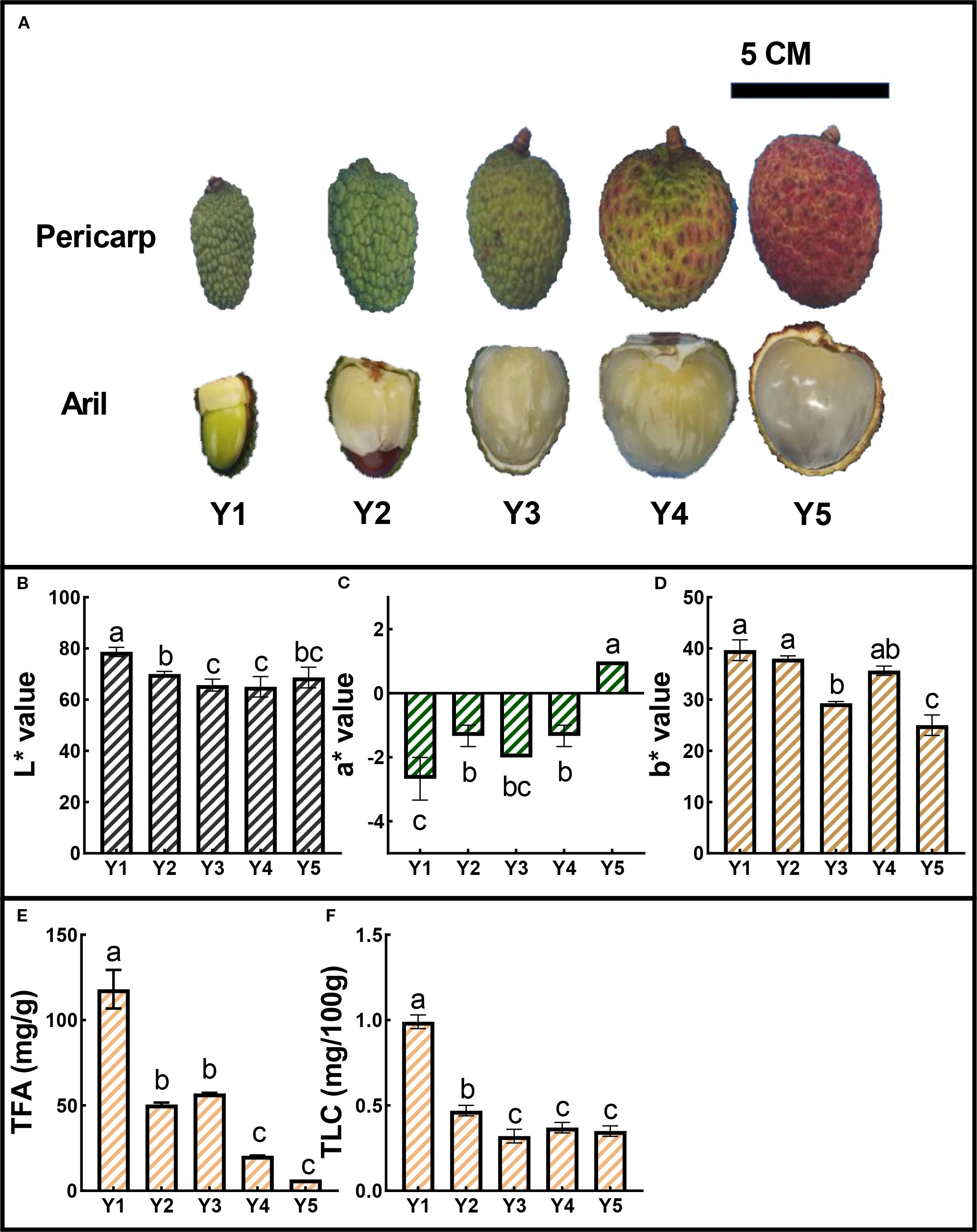 Five images and graphs illustrate the changes in color and composition of litchi fruit over stages Y1 to Y5. Panel A shows pericarp and aril variations. Panels B, C, and D present bar graphs of L*, a*, and b* color values. Panels E and F depict graphs of Total Flavonoid Content (TFA) and Total Carotenoid Content (TLC), measured in milligrams per gram or 100 grams. Data is annotated with statistical significance letters.