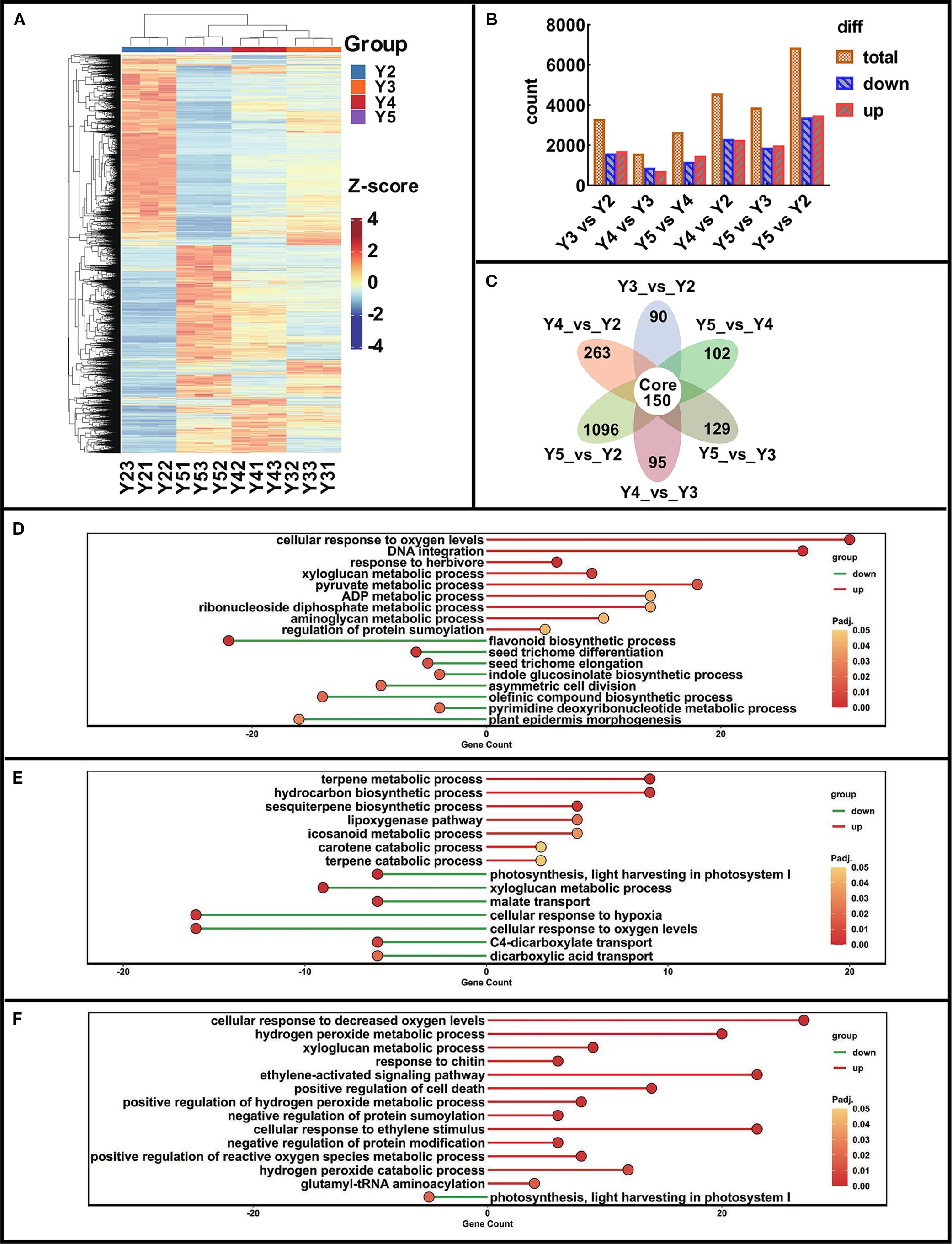 Panel A shows a heatmap indicating gene expression z-scores across different groups (Y2, Y3, Y4, Y5). Panel B presents a bar chart displaying the count of total, downregulated, and upregulated genes in pairwise comparisons. Panel C contains a Venn diagram illustrating the overlap of genes among comparisons, highlighting a core of 150 genes. Panels D, E, and F contain dot plots of gene count related to various biological processes, with upregulated and downregulated genes marked, and significance depicted by color intensity.