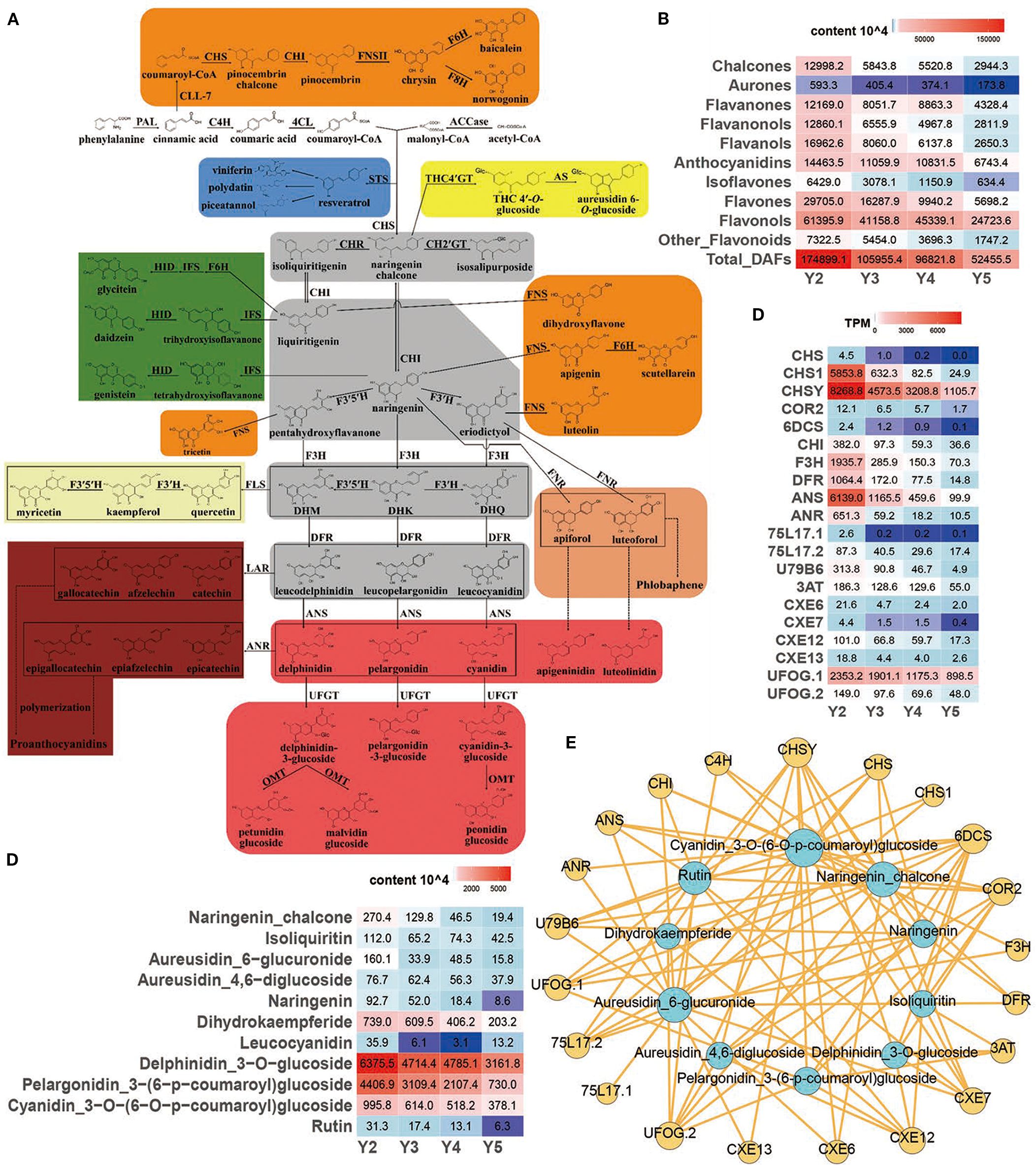 Diagram illustrating a flavonoid biosynthesis pathway (A), with colored boxes containing chemical structures and pathways. Heatmaps (B, C, D) show flavonoid content and expression levels in different samples, using red to blue color scales. Network diagram (E) displays interactions among enzymes and flavonoids, using nodes and connecting lines.