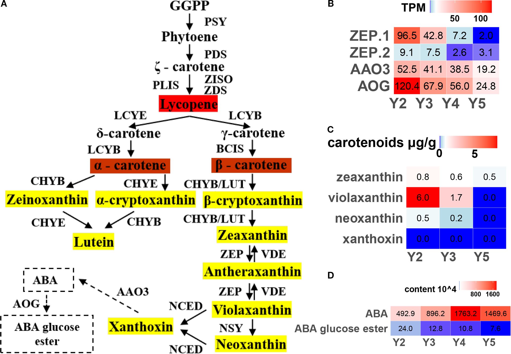 Flowchart of carotenoid biosynthesis pathways with metabolites like lycopene, α-carotene, and β-carotene highlighted in red and orange; zeaxanthin and lutein in yellow. Adjacent heatmaps show data: (B) gene expression (TPM) for ZEP.1, ZEP.2, AAO3, AOG across developmental stages Y2-Y5, and (C) carotenoid concentrations (μg/g). (D) Displays ABA and ABA glucose ester content. Color gradients indicate intensity levels.