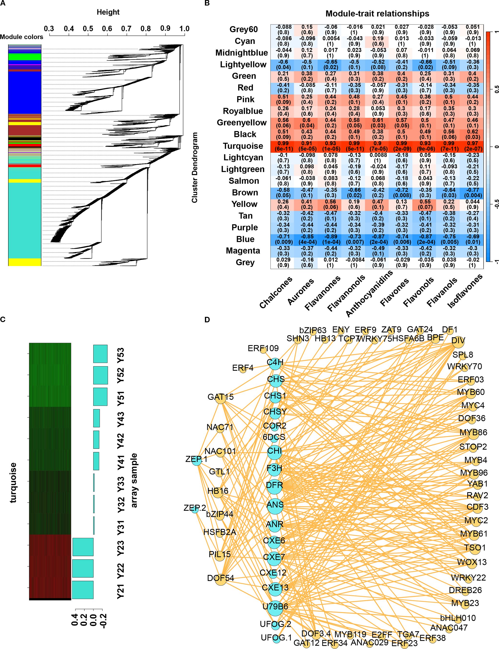 Four-panel scientific visualization: Panel A shows a hierarchical cluster dendrogram with module colors to the left and a height scale at the top. Panel B is a heatmap displaying module-trait relationships, with red to blue color gradients indicating correlation levels. Panel C illustrates a bar chart correlating turquoise module with various array samples. Panel D is a network diagram displaying gene interactions, with genes connected by orange lines and labeled throughout.