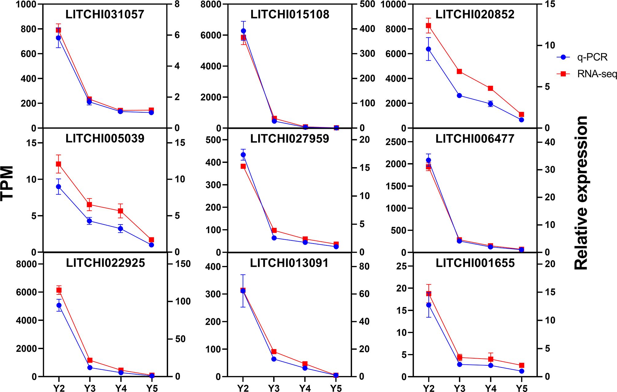 Nine line graphs showing gene expression over stages Y2 to Y5 for nine genes labeled LITCHI031057, LITCHI015108, LITCHI020852, LITCHI005039, LITCHI027959, and LITCHI006477, LITCHI022925, LITCHI013091, and LITCHI001655. The graphs compare q-PCR and RNA-seq data, indicated by blue circles and red squares, respectively. Expression generally decreases over time. TPM (Transcripts Per Million) and relative expression are on the y-axes.