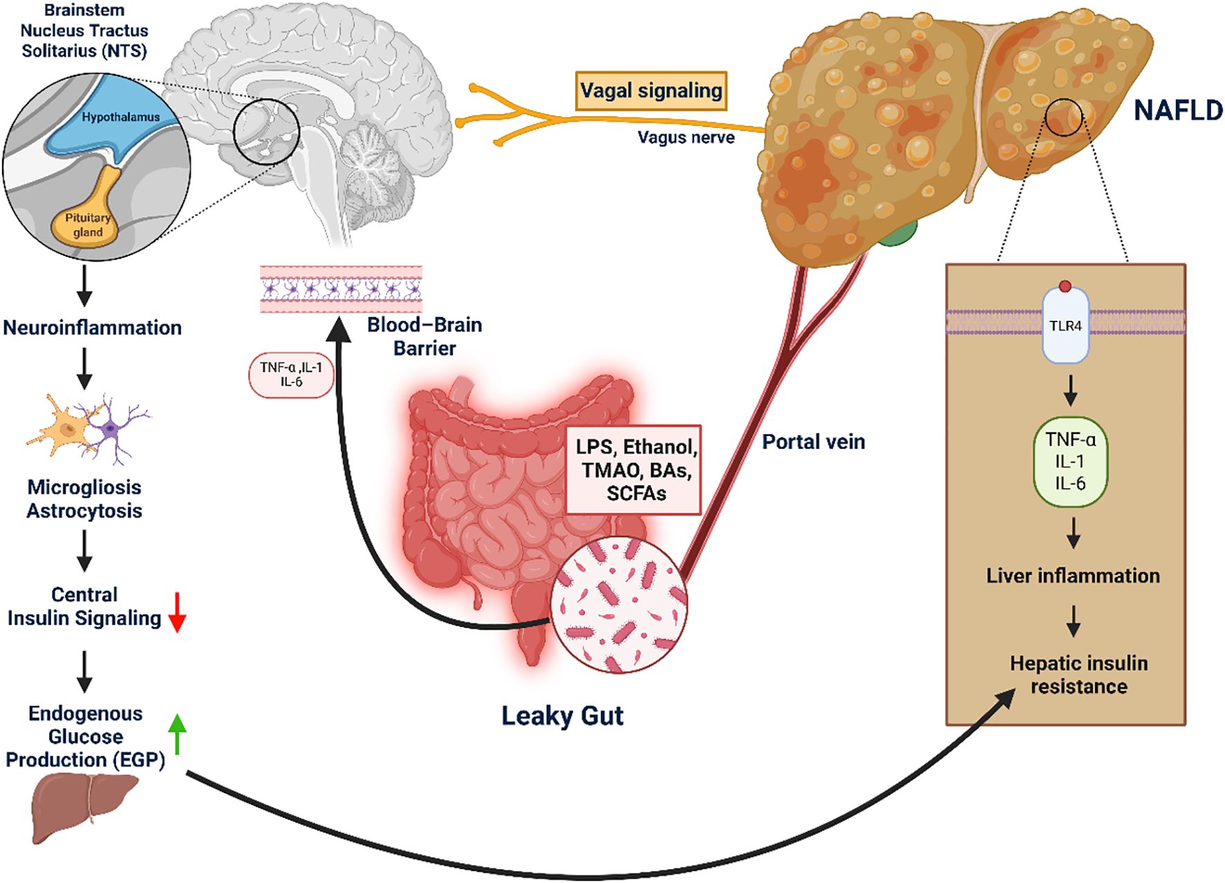 Diagram illustrating the connection between the brain, gut, and liver in the context of neuroinflammation and NAFLD. It shows the brainstem, hypothalamus, and pituitary gland leading to neuroinflammation and affecting insulin signaling. The gut highlights “leaky gut” with substances like LPS and ethanol entering the bloodstream via the portal vein towards the liver. Vagal signaling via the vagus nerve connects to the liver, where TLR4 mediates liver inflammation and insulin resistance. The process is associated with alterations in glucose production.