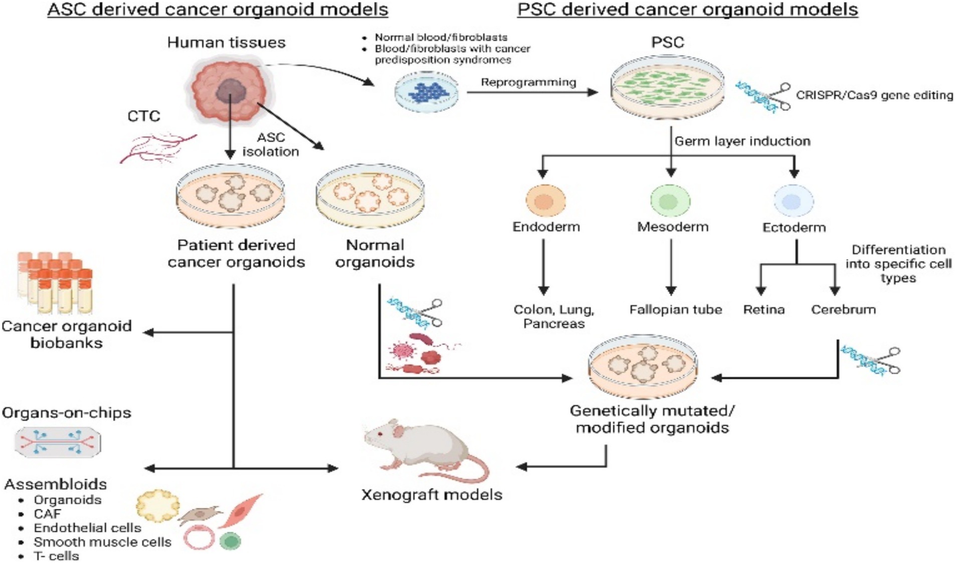 Diagram illustrating ASC and PSC derived cancer organoid models. The ASC pathway involves human tissue isolation, forming patient-derived and normal organoids for biobanks, organs-on-chips, and assembloids. The PSC pathway involves reprogramming and CRISPR/Cas9 gene editing, inducing germ layers into endoderm, mesoderm, and ectoderm, further differentiating into organ-specific and genetically modified organoids. A mouse represents xenograft models.