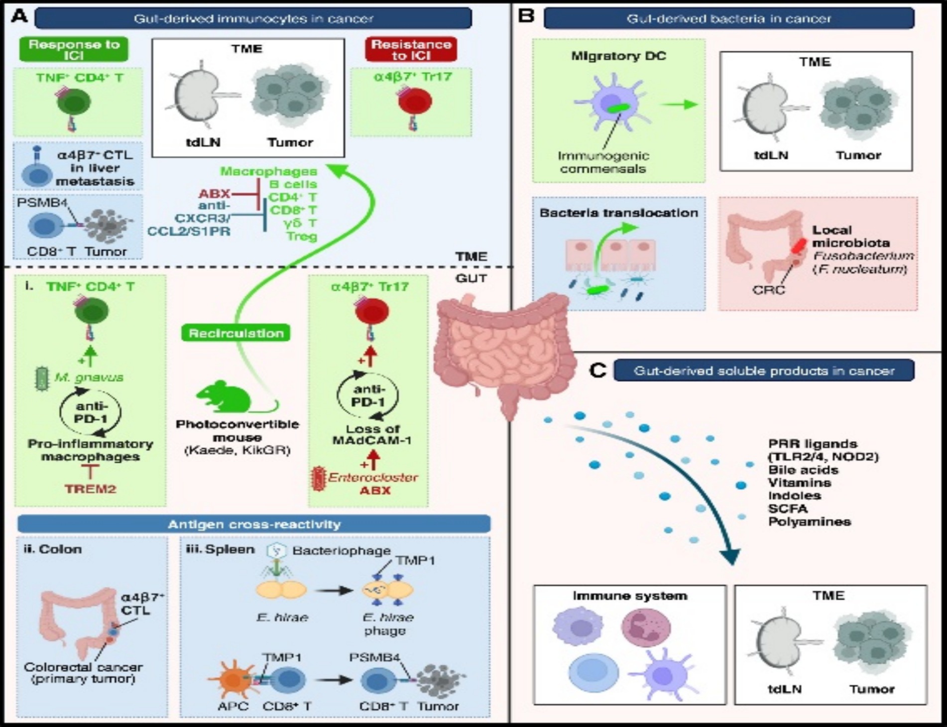 Diagram illustrating gut-derived immunocytes and bacteria in cancer. Panel A shows immune responses with TNF\(^+\) CD4\(^+\) T cells' ICI response and α4β7\(^+\) Tr17 cells' resistance. Panel B displays the role of immunogenic commensals and local microbiota in cancer. Panel C depicts gut-derived soluble products like PRR ligands, bile acids, and vitamins affecting the tumor microenvironment and immune system.