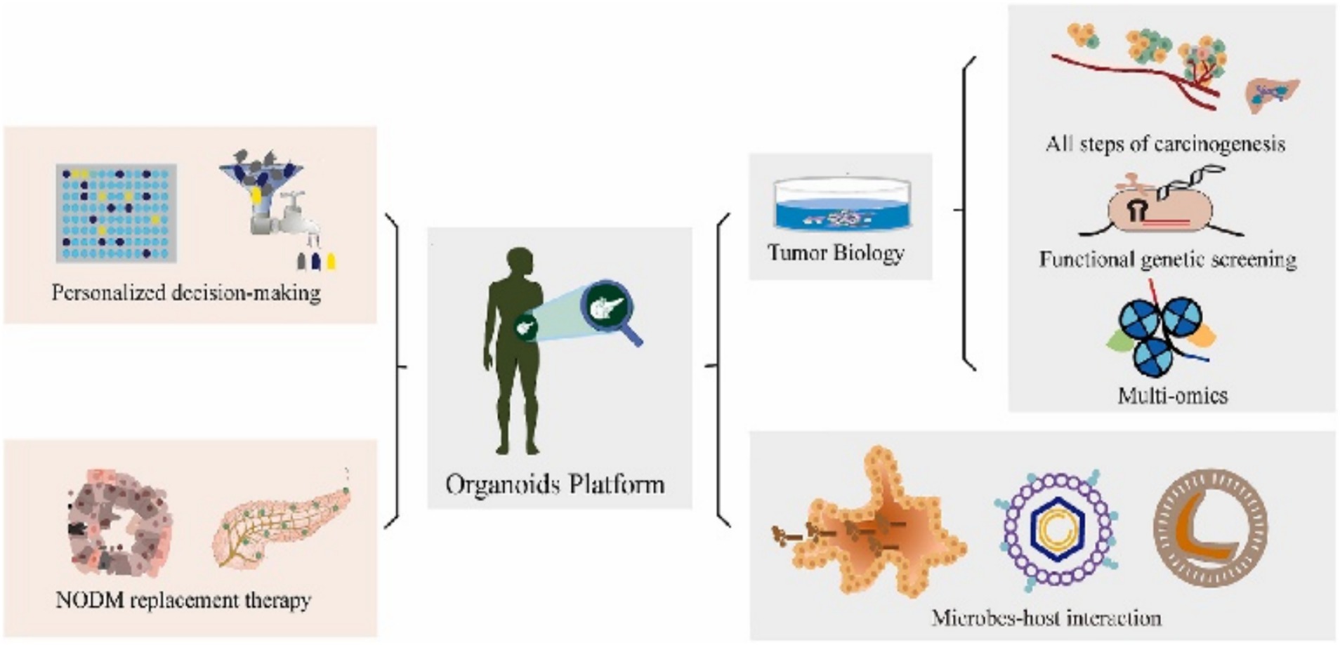 Diagram illustrating an organoids platform linked to personalized decision-making and NODM replacement therapy. It connects to tumor biology through processes such as all steps of carcinogenesis, functional genetic screening, multi-omics, and microbes-host interaction.