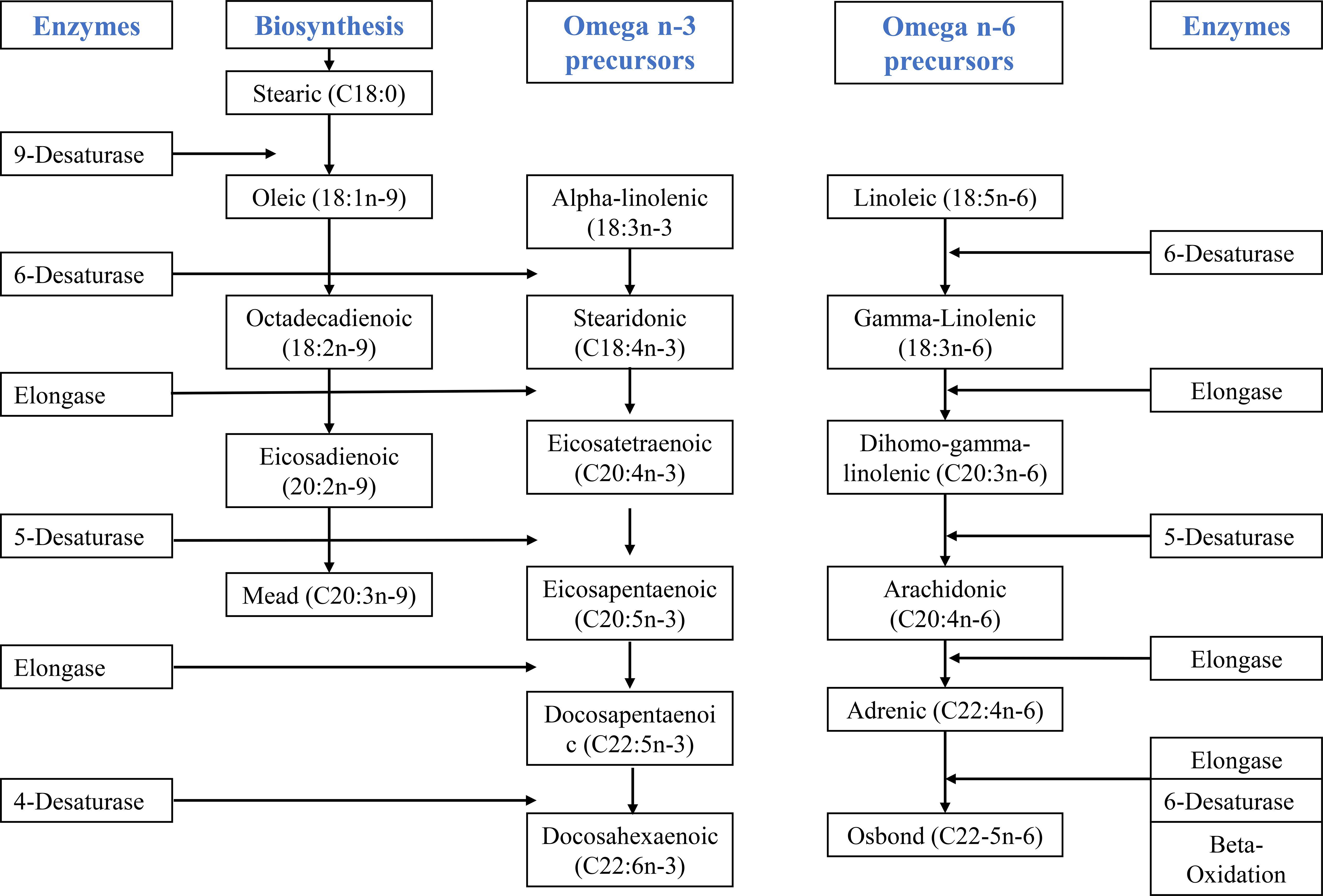 Flowchart depicting the biosynthesis of fatty acids. It shows pathways for omega-3 and omega-6 precursors involving transformations by enzymes like desaturases and elongases. The process begins with stearic acid, leading to various fatty acids such as oleic, linoleic, and others, resulting in products like docosahexaenoic acid (DHA) and arachidonic acid. Each step involves specific enzymes, visually organizing the complex biochemical synthesis of these fatty acids.