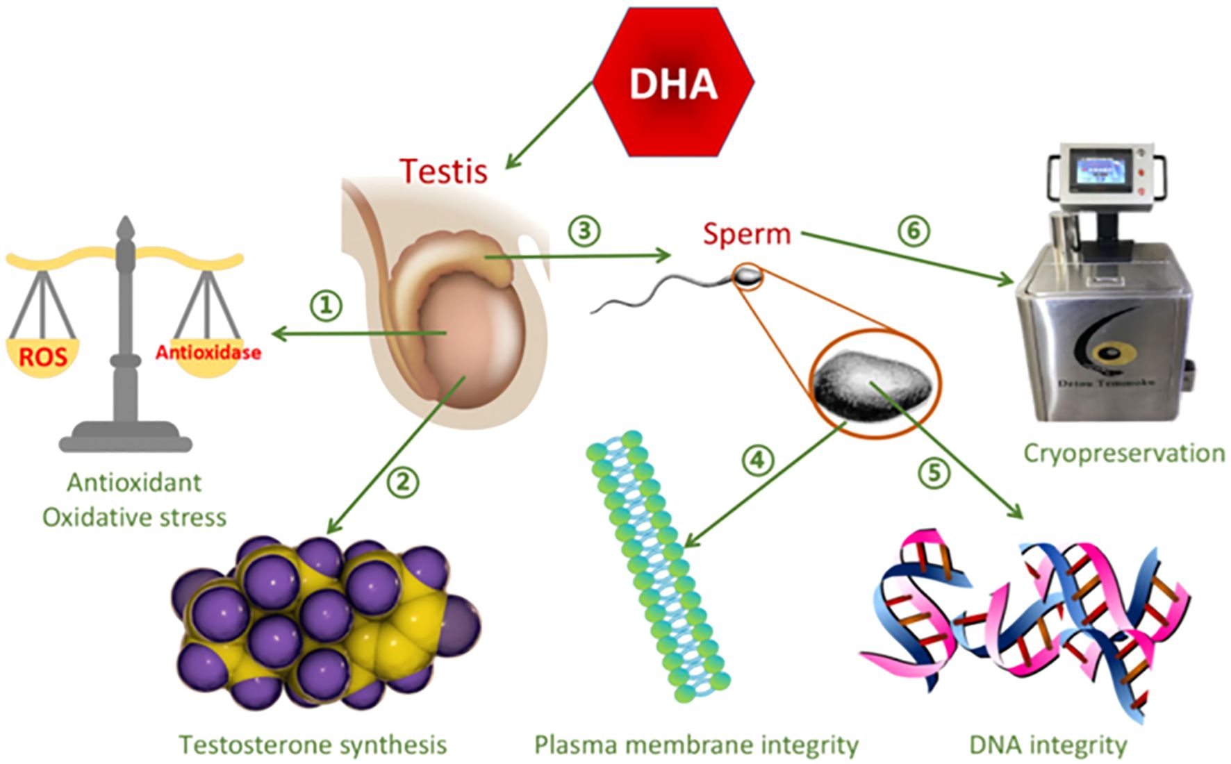 Diagram illustrating the effects of DHA on the male reproductive system. It shows DHA influencing the testis, enhancing antioxidant defense against oxidative stress, promoting testosterone synthesis, and maintaining sperm plasma membrane and DNA integrity. These improvements contribute to effective sperm cryopreservation.