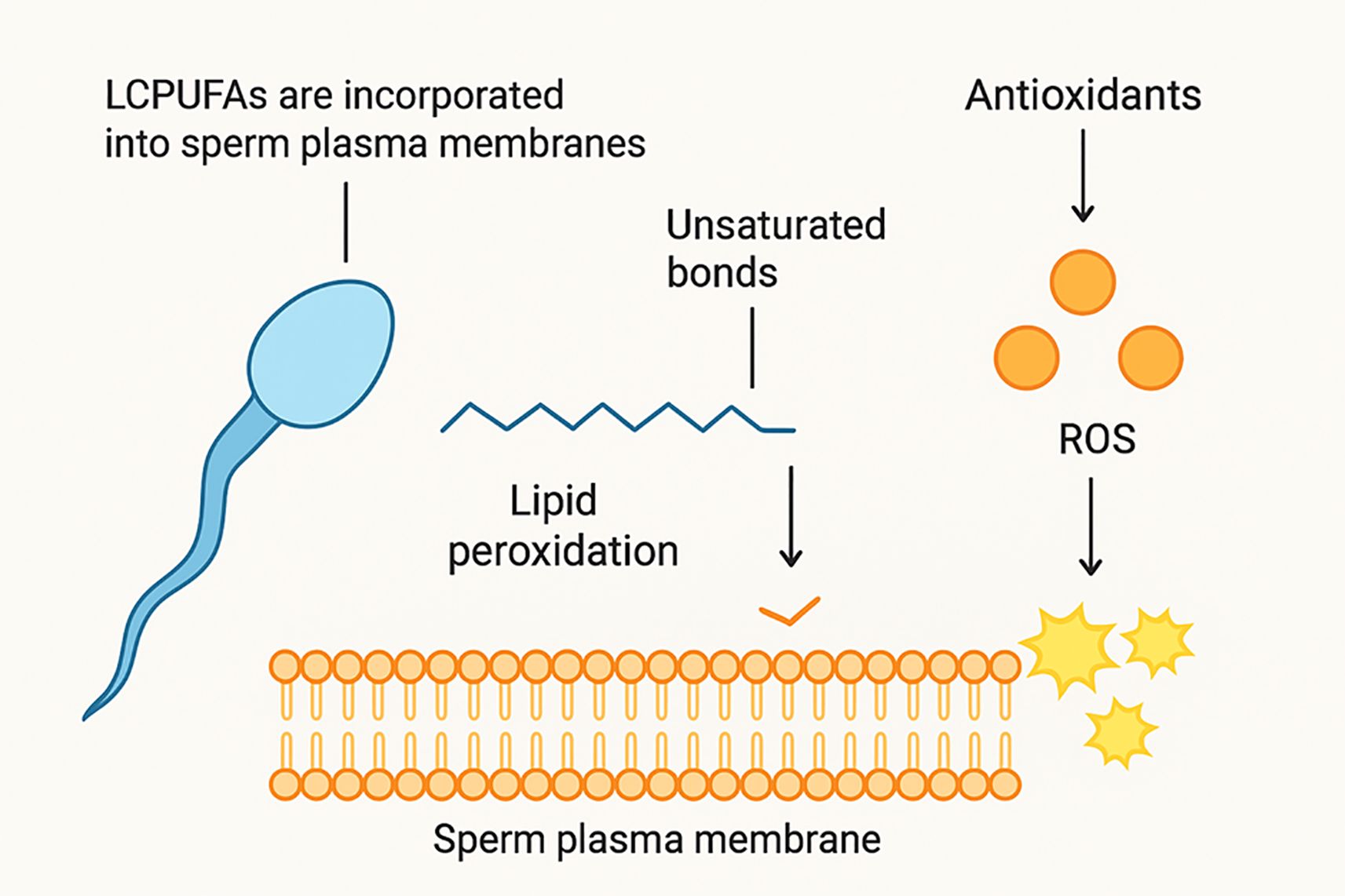 Diagram illustrating how long-chain polyunsaturated fatty acids (LCPUFAs) are incorporated into sperm plasma membranes, leading to lipid peroxidation due to unsaturated bonds. Reactive oxygen species (ROS), countered by antioxidants, further impact lipid peroxidation in sperm membranes.