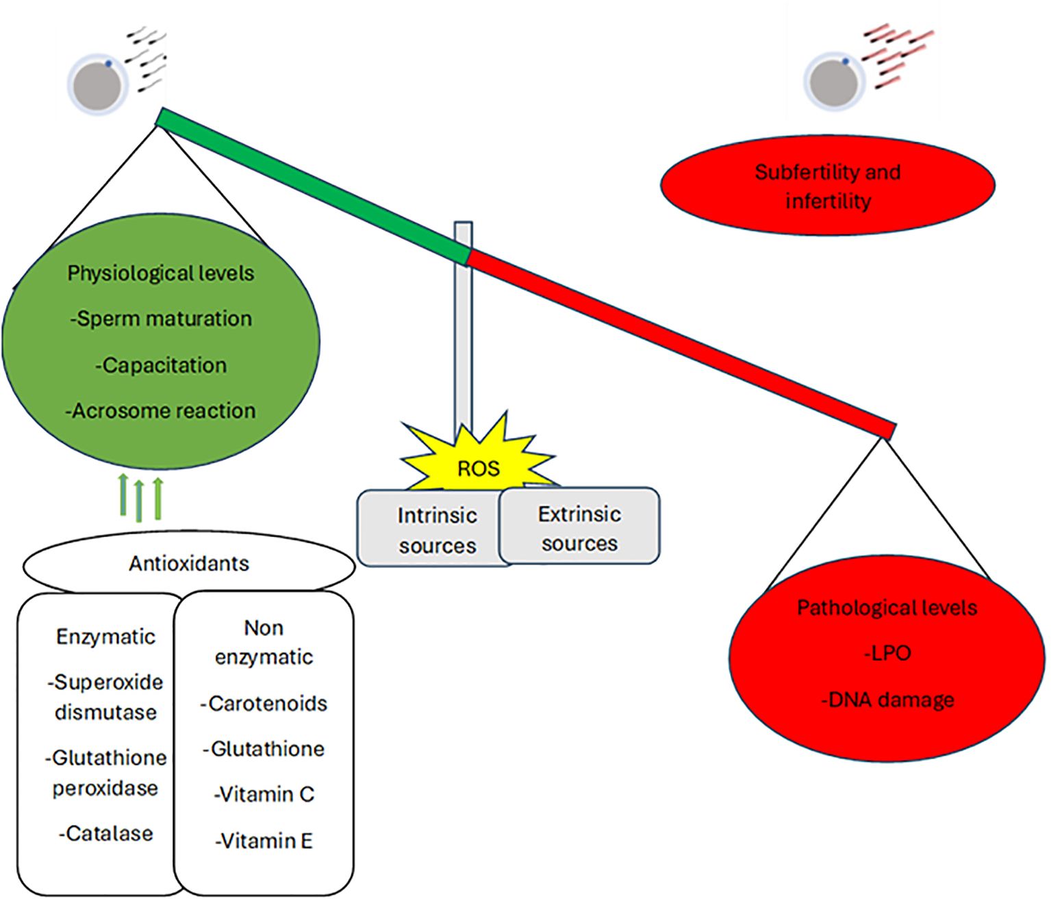 Diagram of a balance indicating the impact of reactive oxygen species (ROS) on male fertility. On the left, a green circle labeled “Physiological levels” describes sperm maturation, capacitation, and acrosome reaction, supported by antioxidants. Antioxidants include enzymatic (superoxide dismutase, glutathione peroxidase, catalase) and non-enzymatic (carotenoids, glutathione, vitamins C and E) types. On the right, a red circle labeled “Pathological levels” indicates LPO and DNA damage, associated with subfertility and infertility. ROS sources are intrinsic and extrinsic.