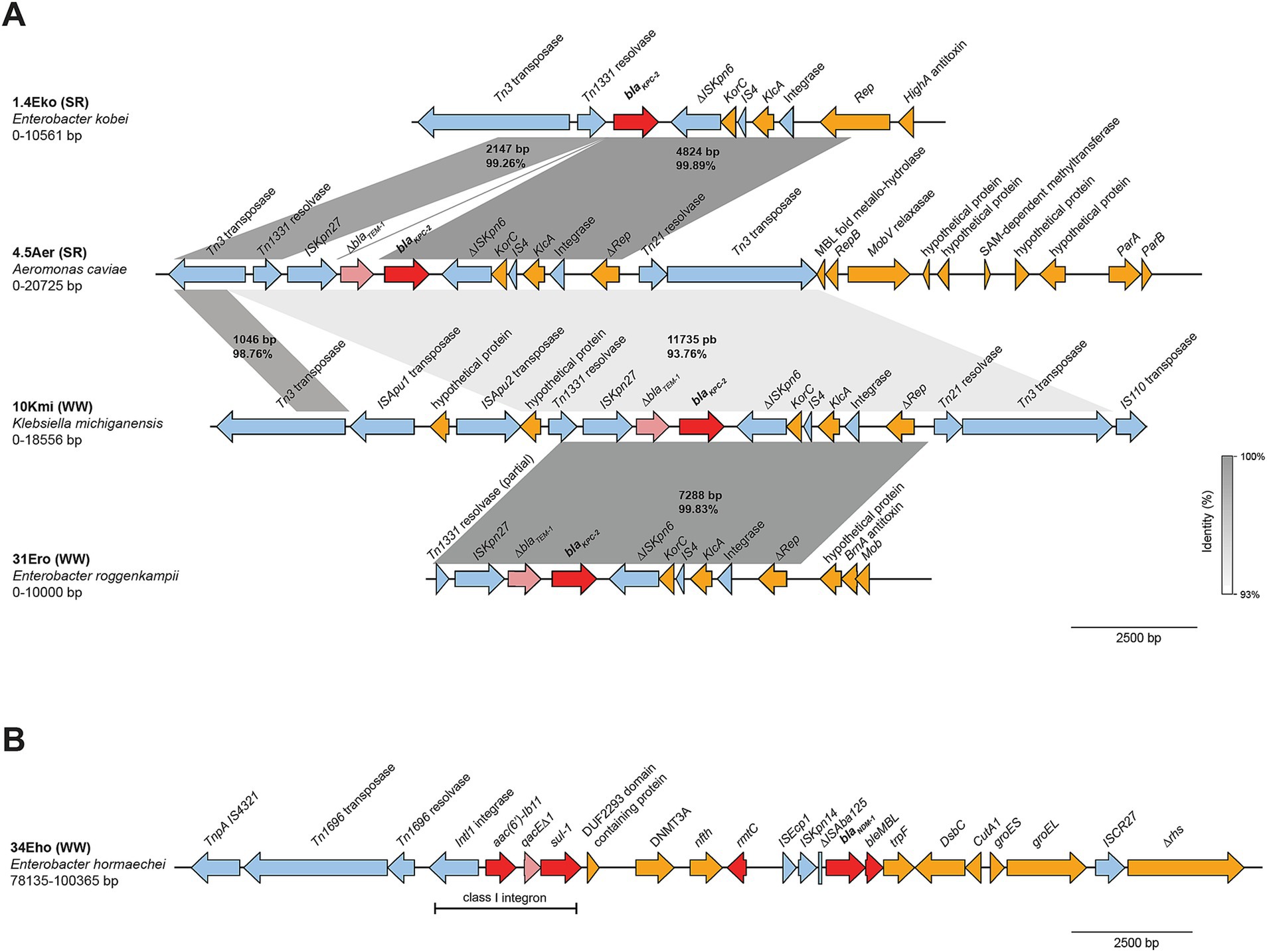 Diagram showing comparative genomic structures of carbapenemase-harboring contigs. Panel A depicts alignment of four contigs encoding blaKPC-2 from Enterobacter, Aeromonas, Klebsiella, and Enterobacter species, highlighting regions of identity annotated with genes including transposases and resistance genes. Panel B shows the genomic sequence of a contig encoding blaNDM-1 from Enterobacter plasmid with similar annotations. Shaded areas indicate sequence identity levels ranging from ninety-three to one hundred percent.