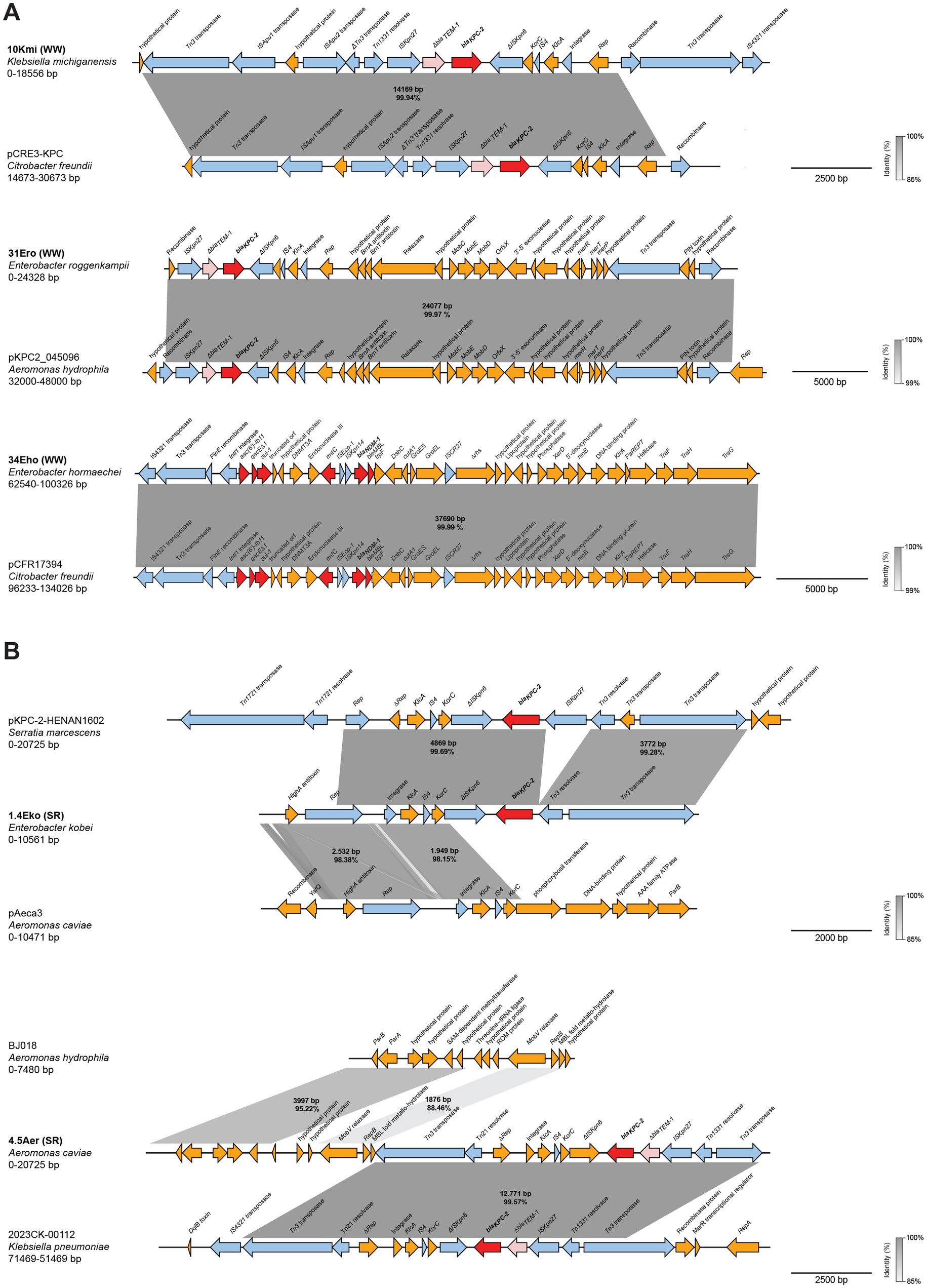 Diagram depicting genetic synteny among plasmids from various bacterial species. It includes colored arrows representing genes, with gray shading indicating regions of homology. Each section, labeled A and B, shows different plasmid alignments, sizes, and identities. Bacterial species are named alongside their respective plasmids, accompanied by base pair lengths and similarity percentages. The diagram highlights conserved genetic sequences and annotations for specific genes across the compared plasmids.