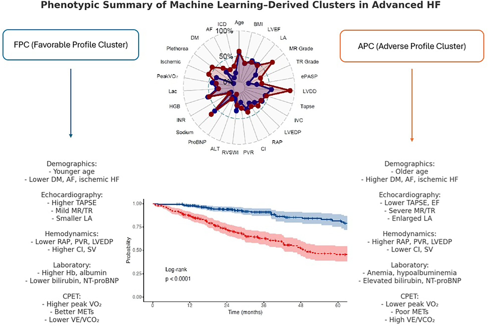Radar and survival plots illustrating machine learning-derived clusters in advanced heart failure. The radar plot contrasts the Favorable Profile Cluster (FPC) with the Adverse Profile Cluster (APC) across parameters like demographics, echocardiography, hemodynamics, laboratory results, and CPET. FPC shows younger age, better cardiac function, and laboratory markers. APC shows older age, poorer cardiac function, and unfavorable lab results. A survival plot below indicates FPC has better outcomes than APC over time, with statistical significance (log-rank p < 0.0001).