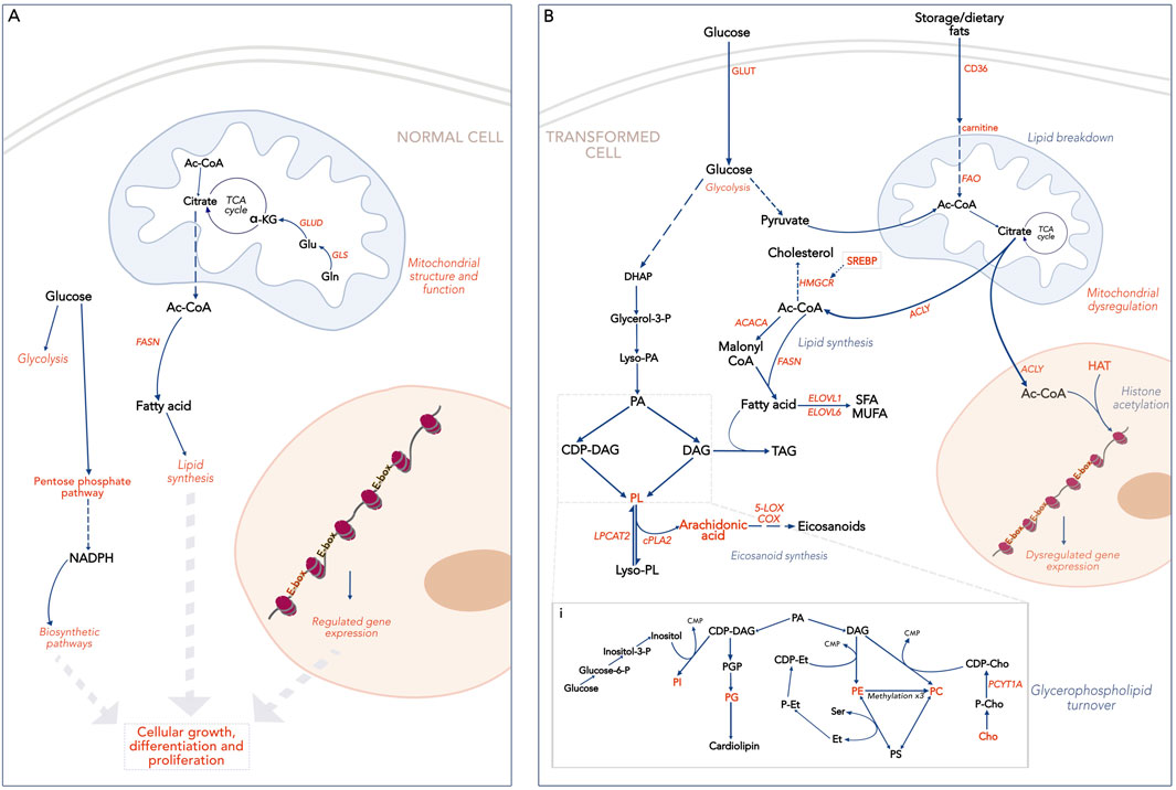 Diagram comparing metabolic processes in normal and transformed cells. Panel A shows a normal cell with pathways for glucose metabolism, mitochondrial function, and lipid synthesis, highlighting processes like glycolysis, TCA cycle, and histone acetylation leading to regulated gene expression. Panel B depicts a transformed cell with altered processes, including lipid breakdown, mitochondrial dysregulation, and dysregulated gene expression, emphasizing changes in glucose uptake, fatty acid synthesis, and eicosanoid synthesis. Panel i details glycerophospholipid turnover, illustrating complex lipid conversion pathways. The diagram highlights cellular growth, differentiation, and proliferation differences between normal and transformed cells.