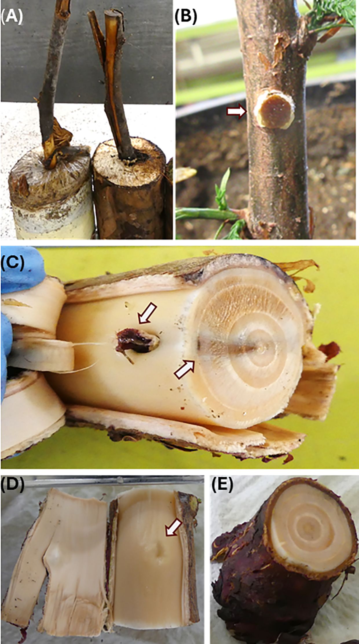 (A) Two plant stem blocks with wrapping at the base, showing fungal growth on them. (B) A close-up of a plant stem with a cut section, indicated by an arrow. (C) Crosssection of a stem displaying a discolored area, marked by arrows. (D) Split stem revealing a mark on the inner surface. (E) A cross-section of a stem with concentric growth rings.