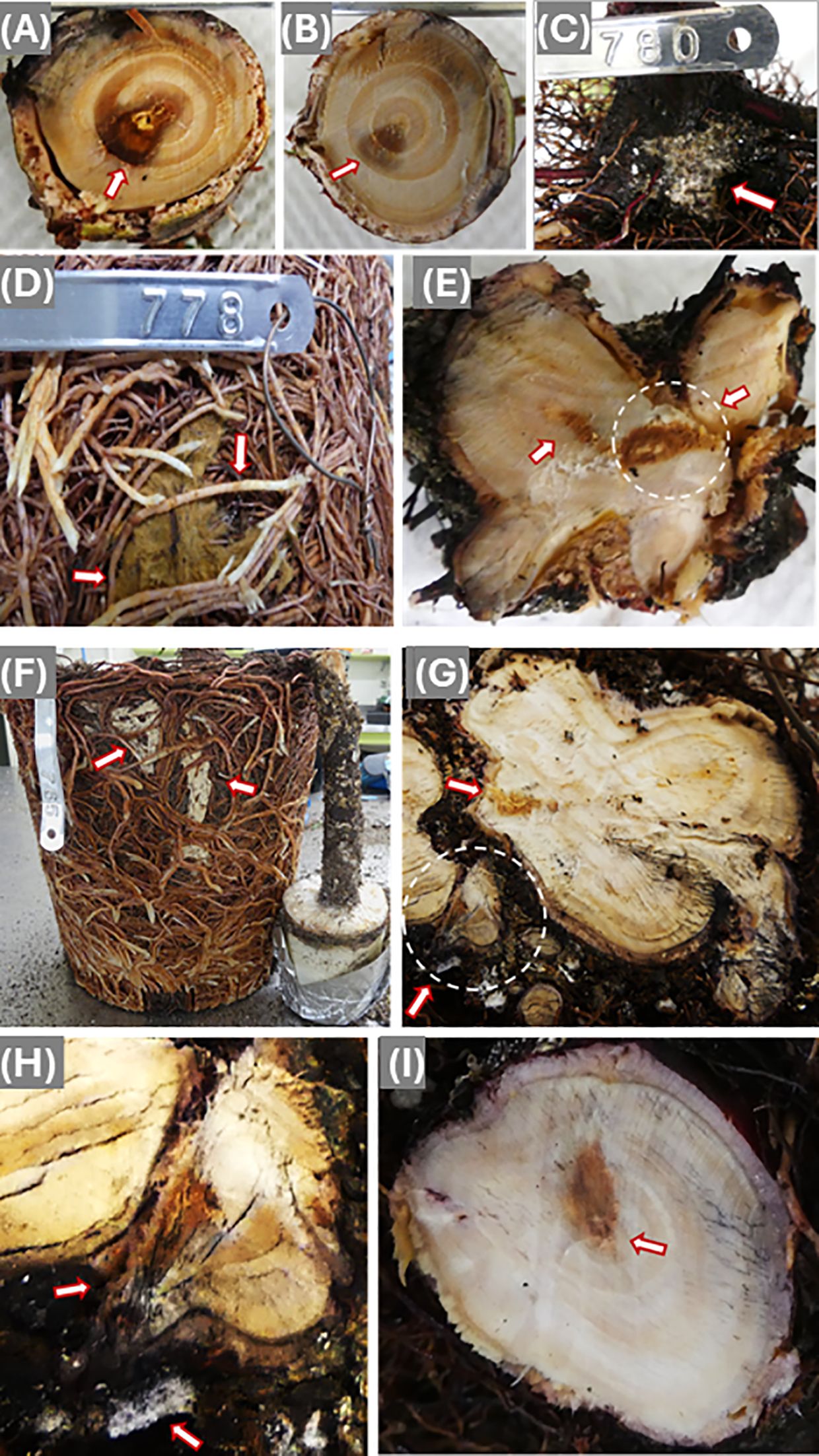 Tree cross-sections showing varying degrees of discoloration and decay with red arrows highlighting affected areas. Labels from A to I are included. Signs of fungal infection and potential rot are evident in each section, with arrows pointing to areas of interest such as dark spots, rot rings, and fungal growth. Visual tags are present in some images, indicating identification markers or specimen numbers.