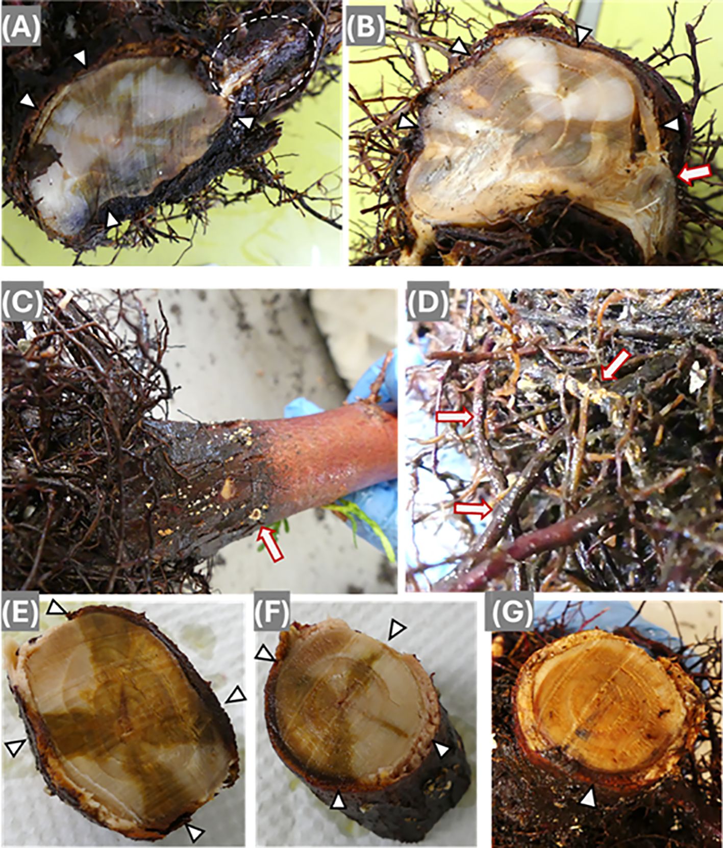 Photographic series of plant root cross-sections and surfaces showing disease symptoms. Panels A, B, E, and F display cross-sections with discoloration and rot indicated by arrows and triangles. Panel C shows a brown stem with lesions highlighted by an arrow. Panel D highlights affected root areas with arrows pointing to fungal growth. Panel G features a healthier cross-section for comparison, with triangular markers.