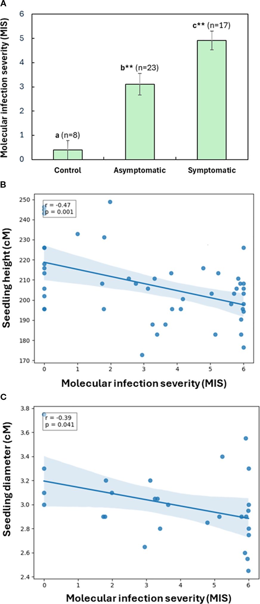 Panel A shows a bar chart depicting molecular infection severity (MIS) in control, asymptomatic, and symptomatic groups, with severity increasing from control to symptomatic. Panel B displays a scatter plot with a negative correlation between MIS and seedling height, with a correlation coefficient of r = -0.47. Panel C shows a scatter plot depicting a negative correlation between MIS and seedling diameter, with a correlation coefficient of r = -0.39.
